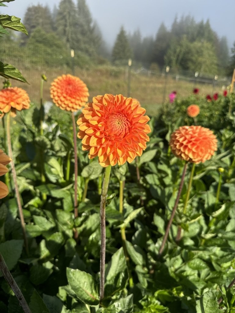 Jowey Nicky - Dahlia Tuber