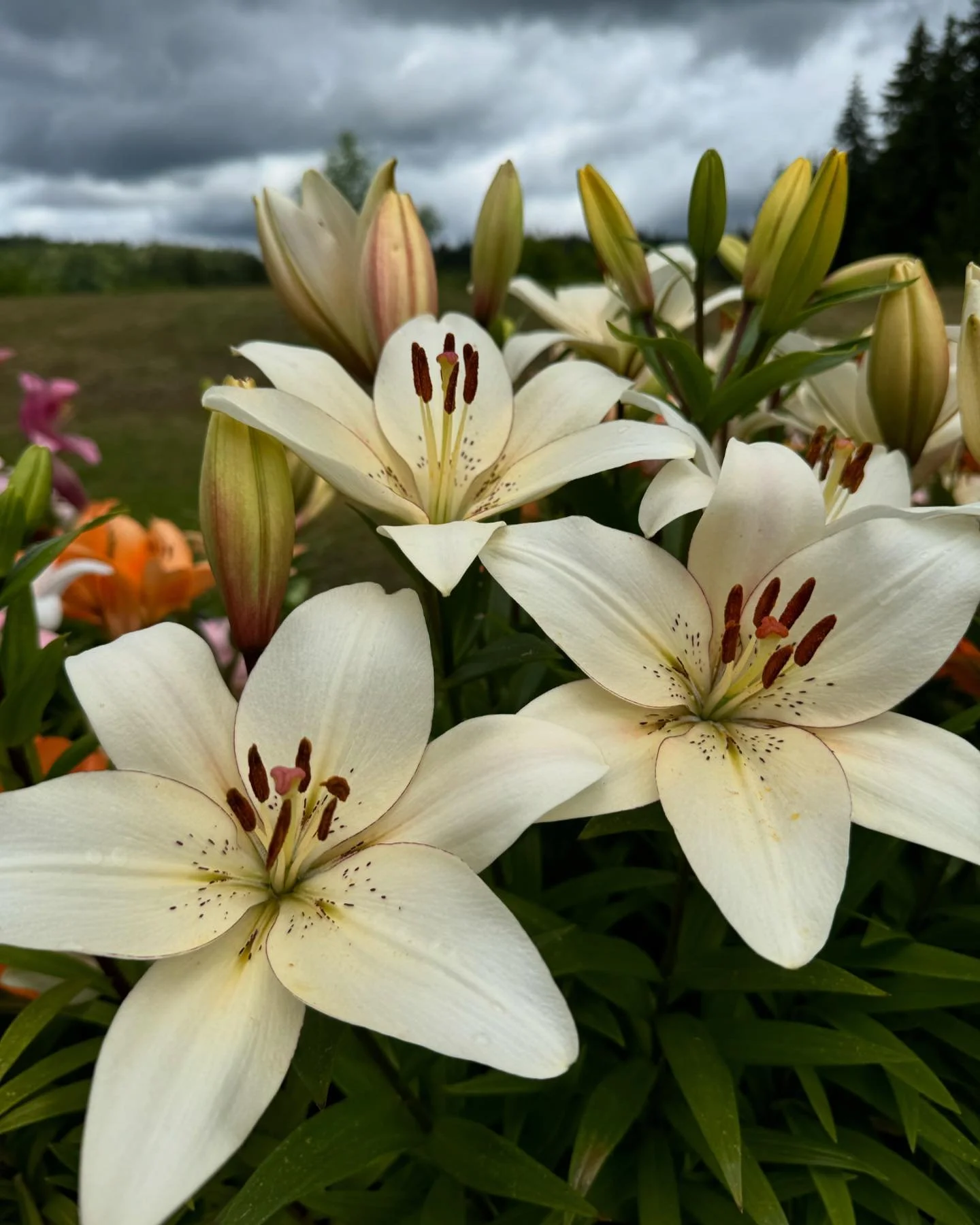 Some Lily love on this blustery PNW &ldquo;Juneuary&rdquo; day.