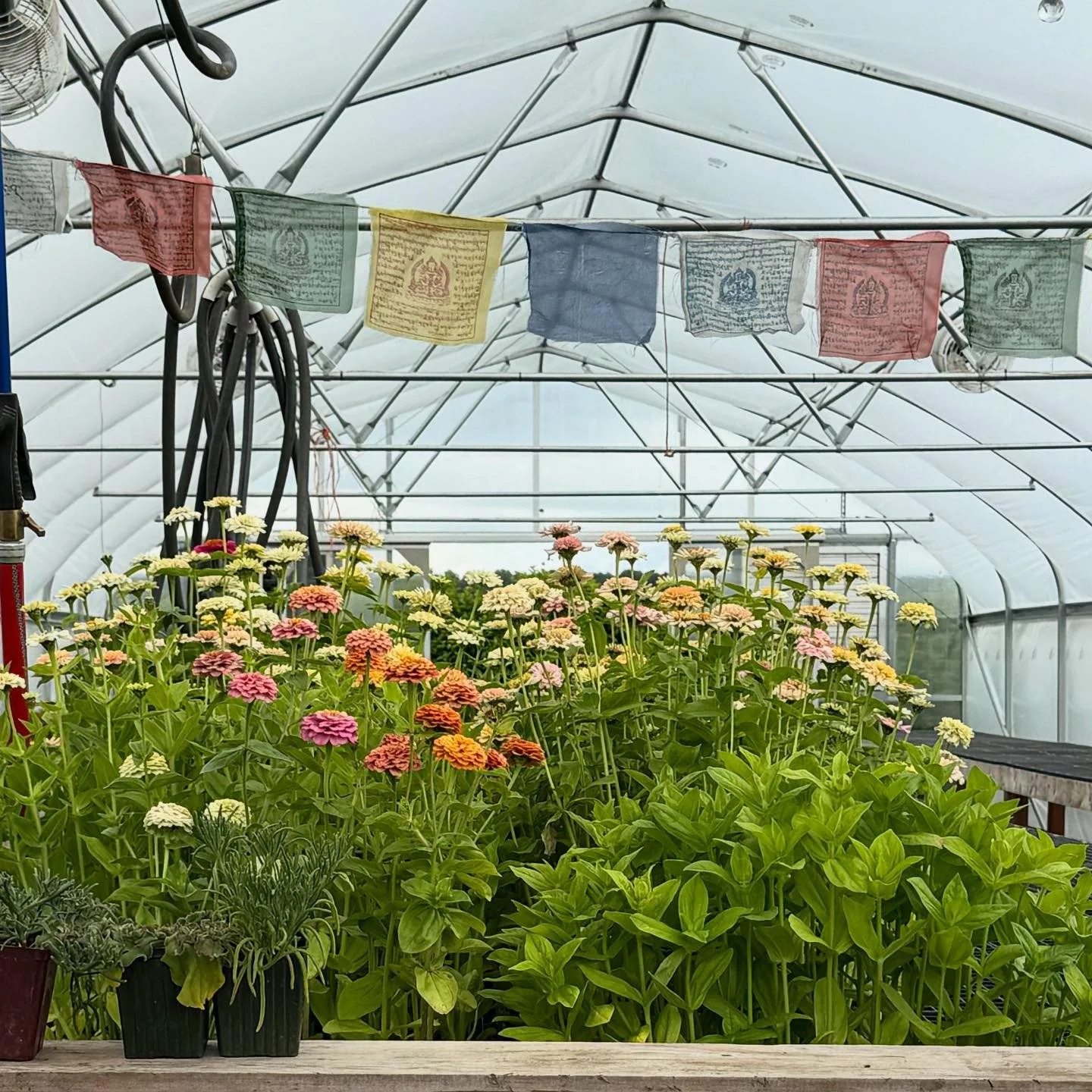 Today I am grateful, inspired, and perhaps a bit overwhelmed with new planting goals, plants, and flowers to add. Yesterday&rsquo;s alumni gathering @floretflower was absolutely an incredible experience. For flower farmers, landscape lovers, and desi