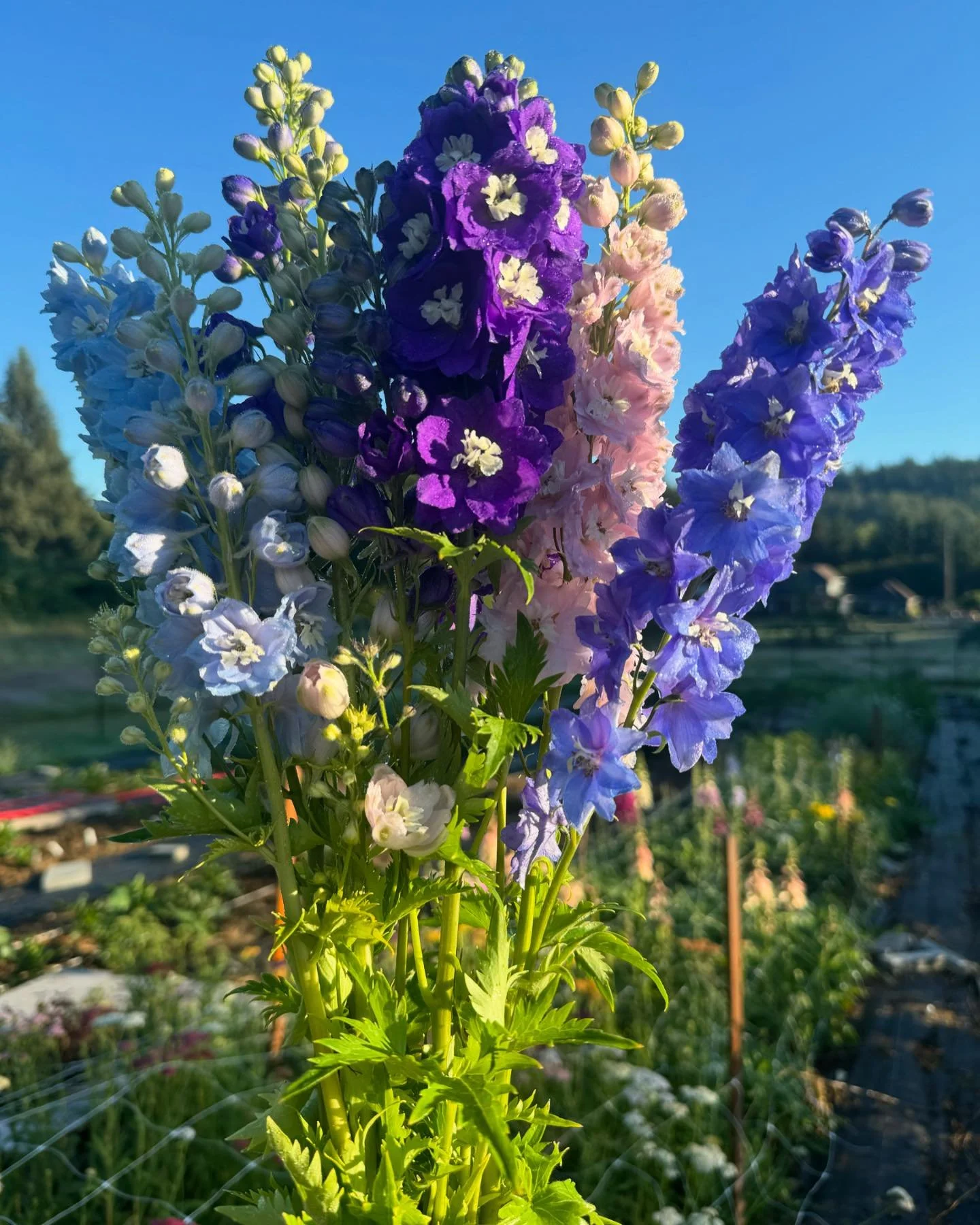 Delphinium Magic Fountain Mix - Finally having a little bit of success with this gorgeous flower. Not sure why it&rsquo;s been tricky for me but that makes these blooms even sweeter!