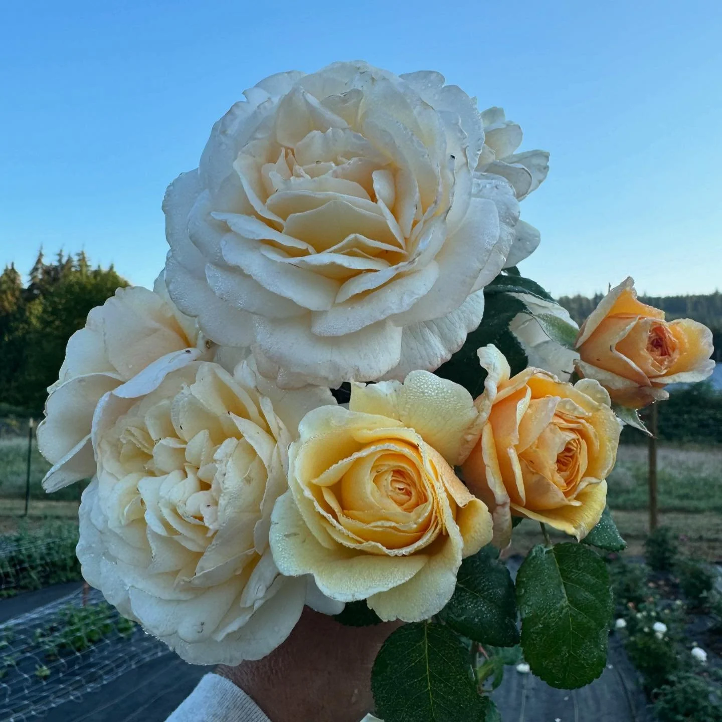 Moonlight Romantica - Isn&rsquo;t she lovely🎶

#roses