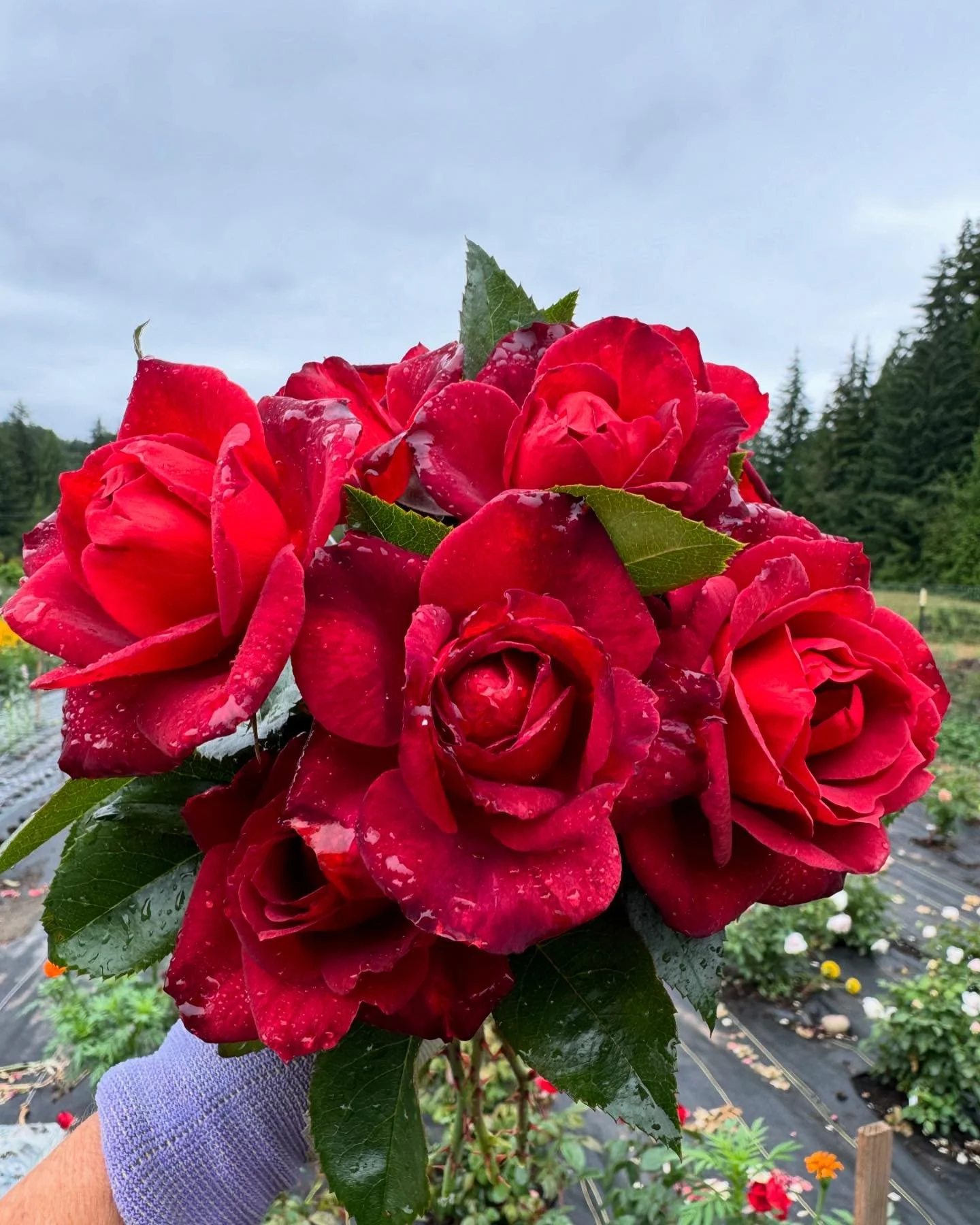 Hot Coco - So many blooms!

#roses🌹