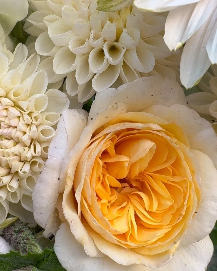 So many gorgeous yellows and whites in the field right now.