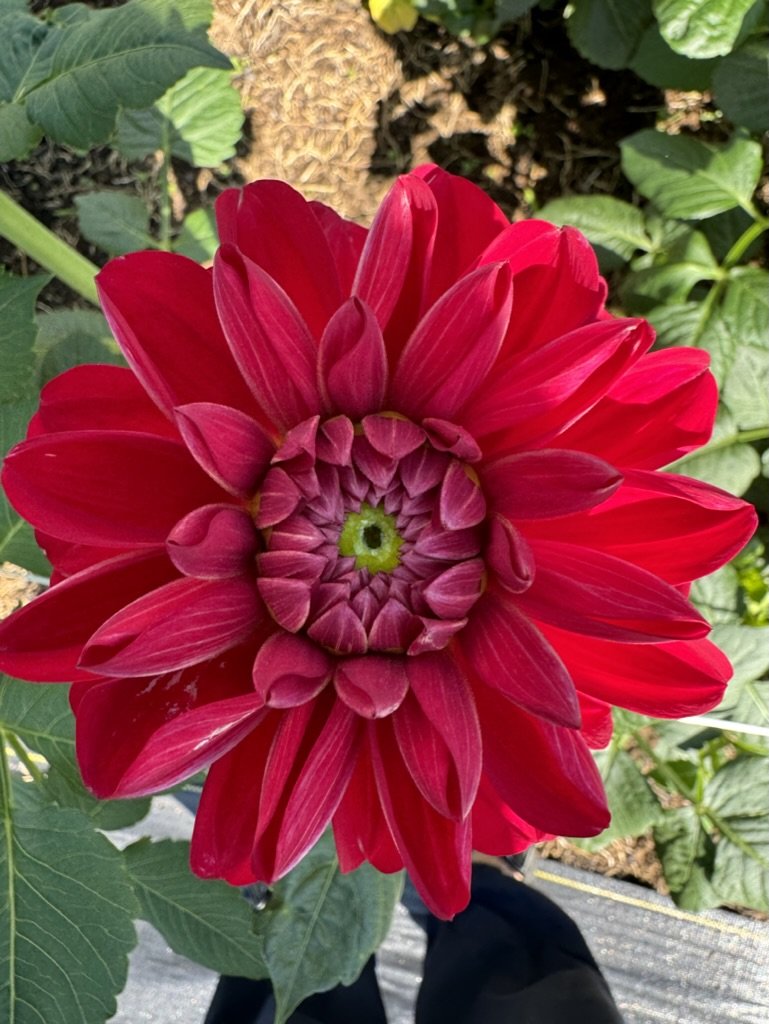 Dazzle Me - Dahlia Tuber