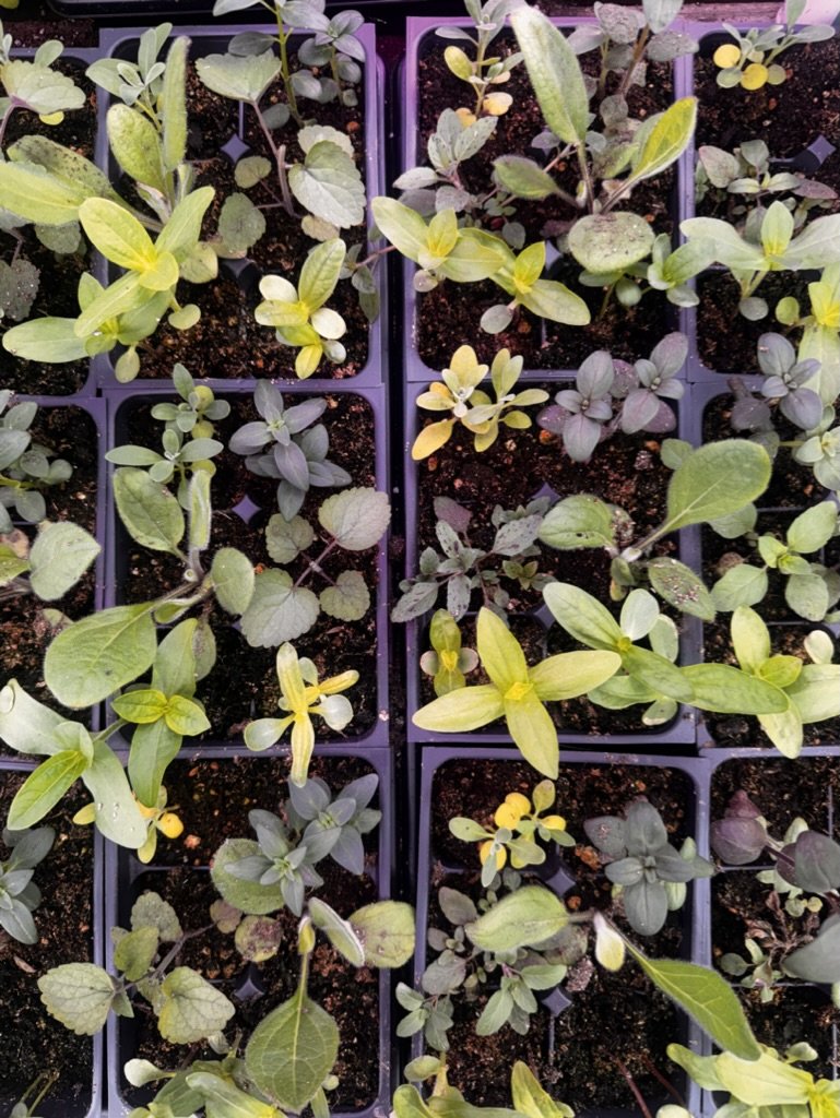 Cut Flower 6-Pack