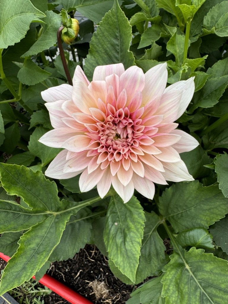 Cafe au Lait Mini - Dahlia Tuber