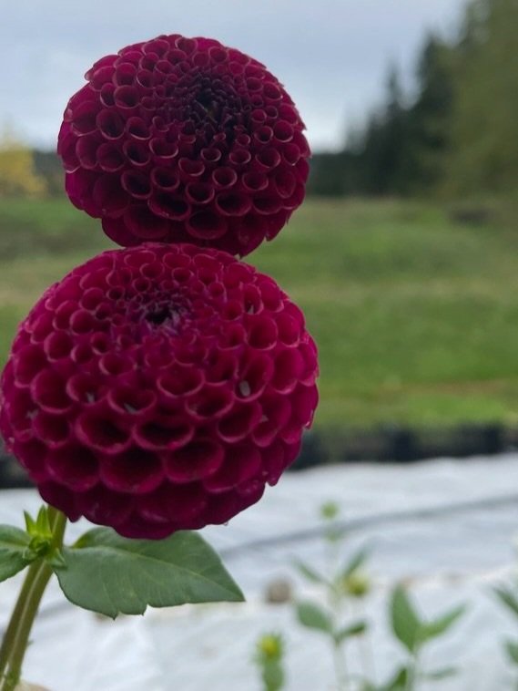 Crossfield Ebony - Dahlia Tuber