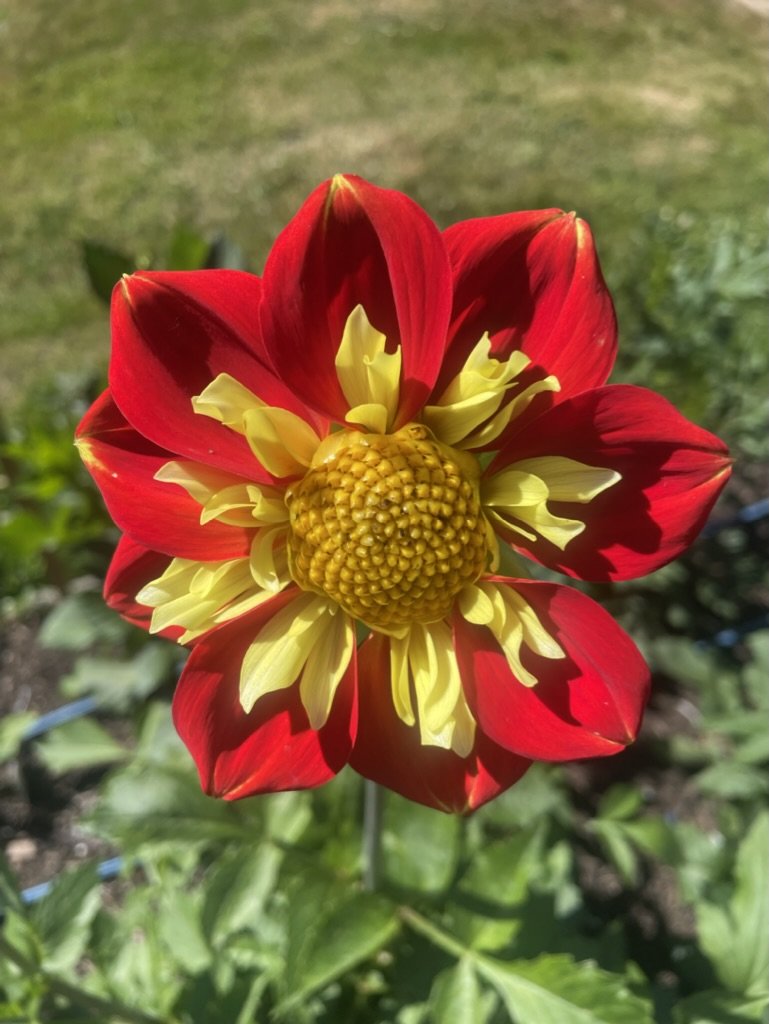 Pooh - Dahlia Tuber