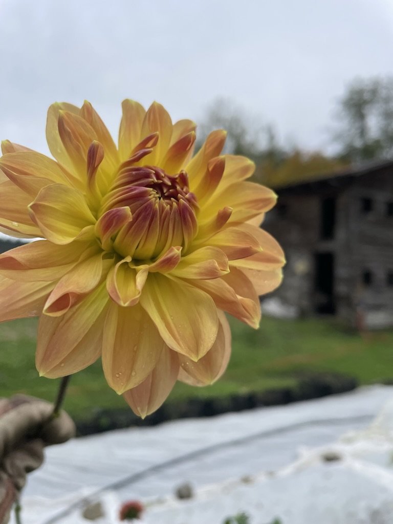 My Forever - Dahlia Tuber