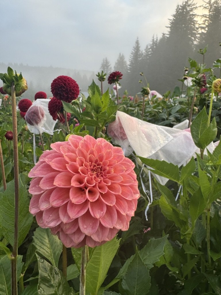 Rock Run Ashley - Dahlia Tuber