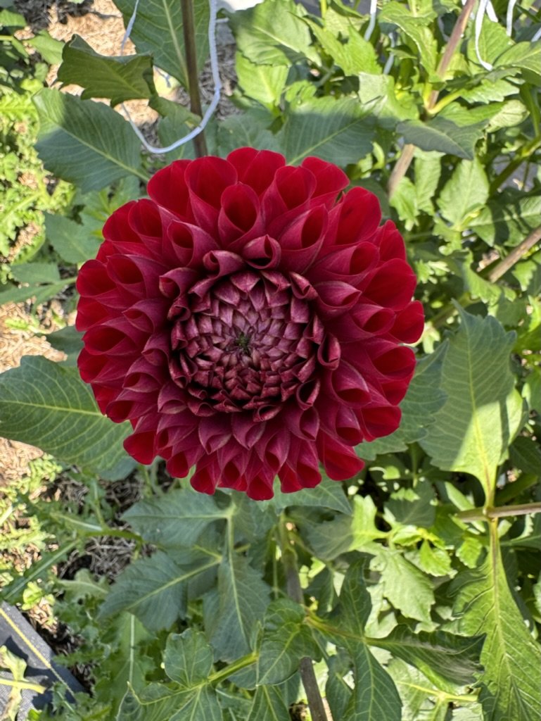 Cornel - Dahlia Tuber