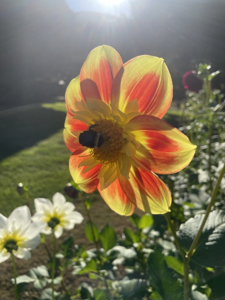 28666CF8-32D3-41F3-9643-0F748FCE9DB0_1_105_c.jpeg