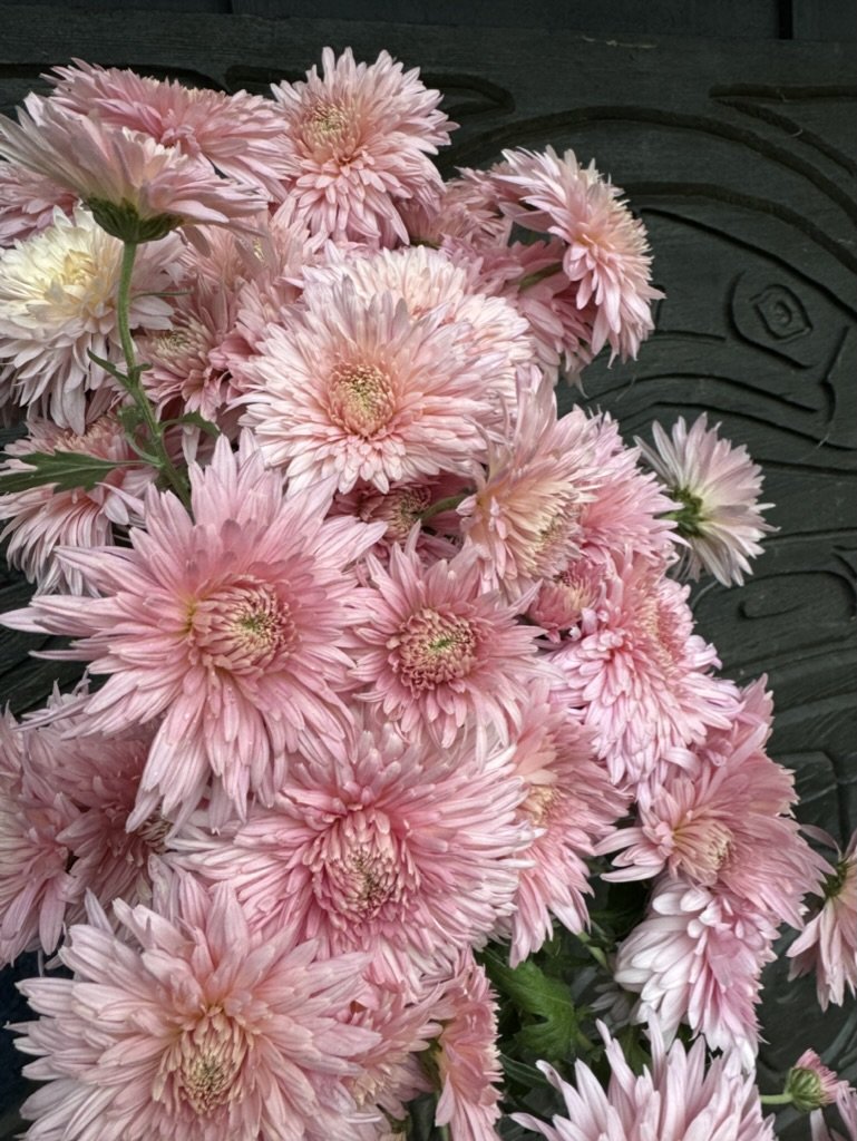 Chiffon - Heirloom Chrysanthemum