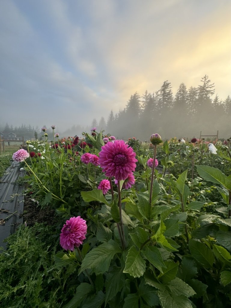 83723F4B-F165-48B1-AF88-0E7B7D63C550_1_105_c.jpeg
