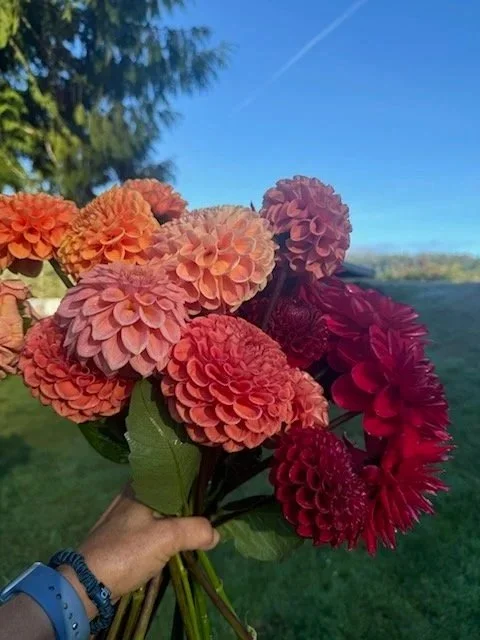 joybloomsfarm_falldahliabouquet_homepage.jpg