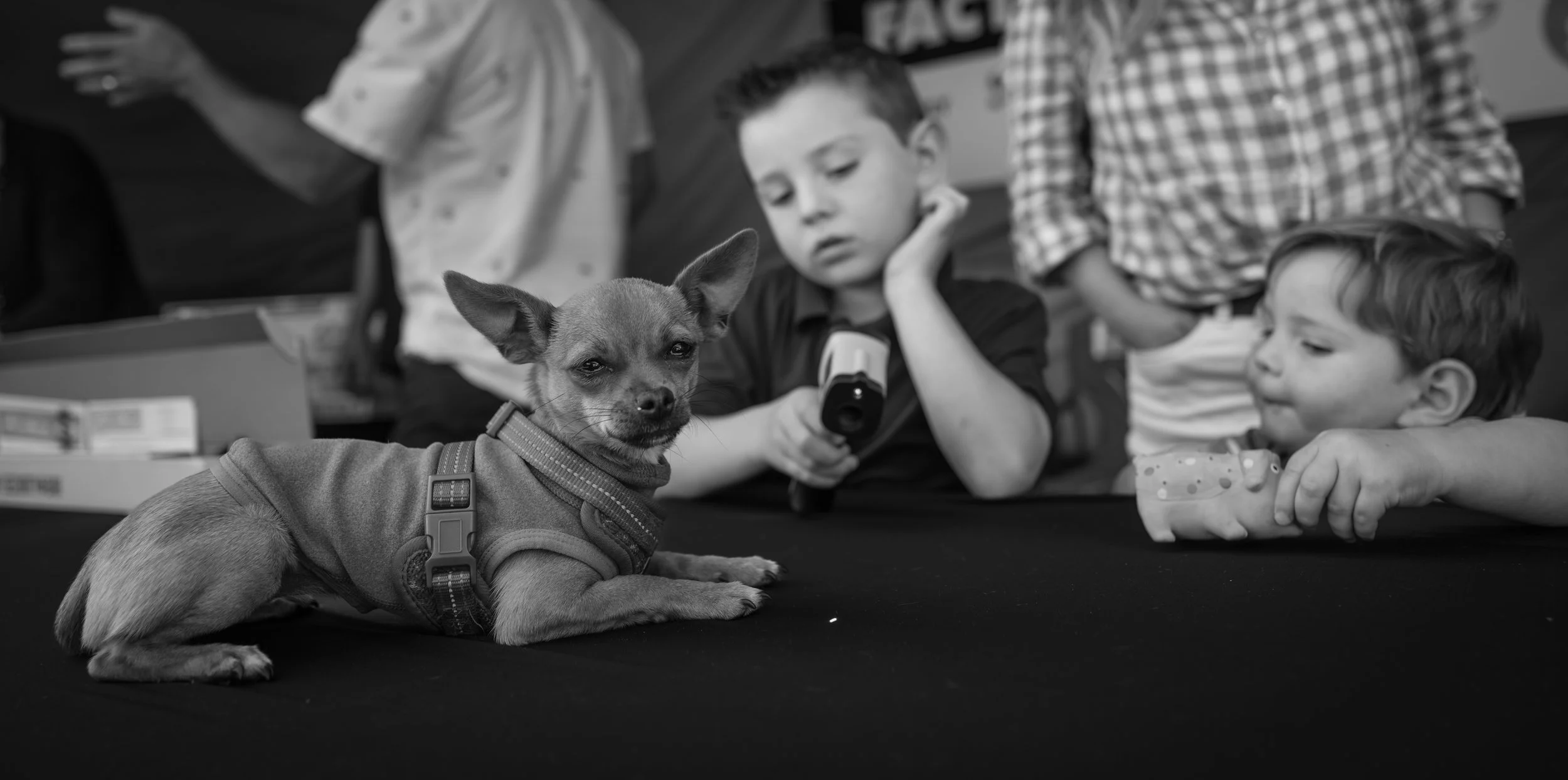Puppies on the Table