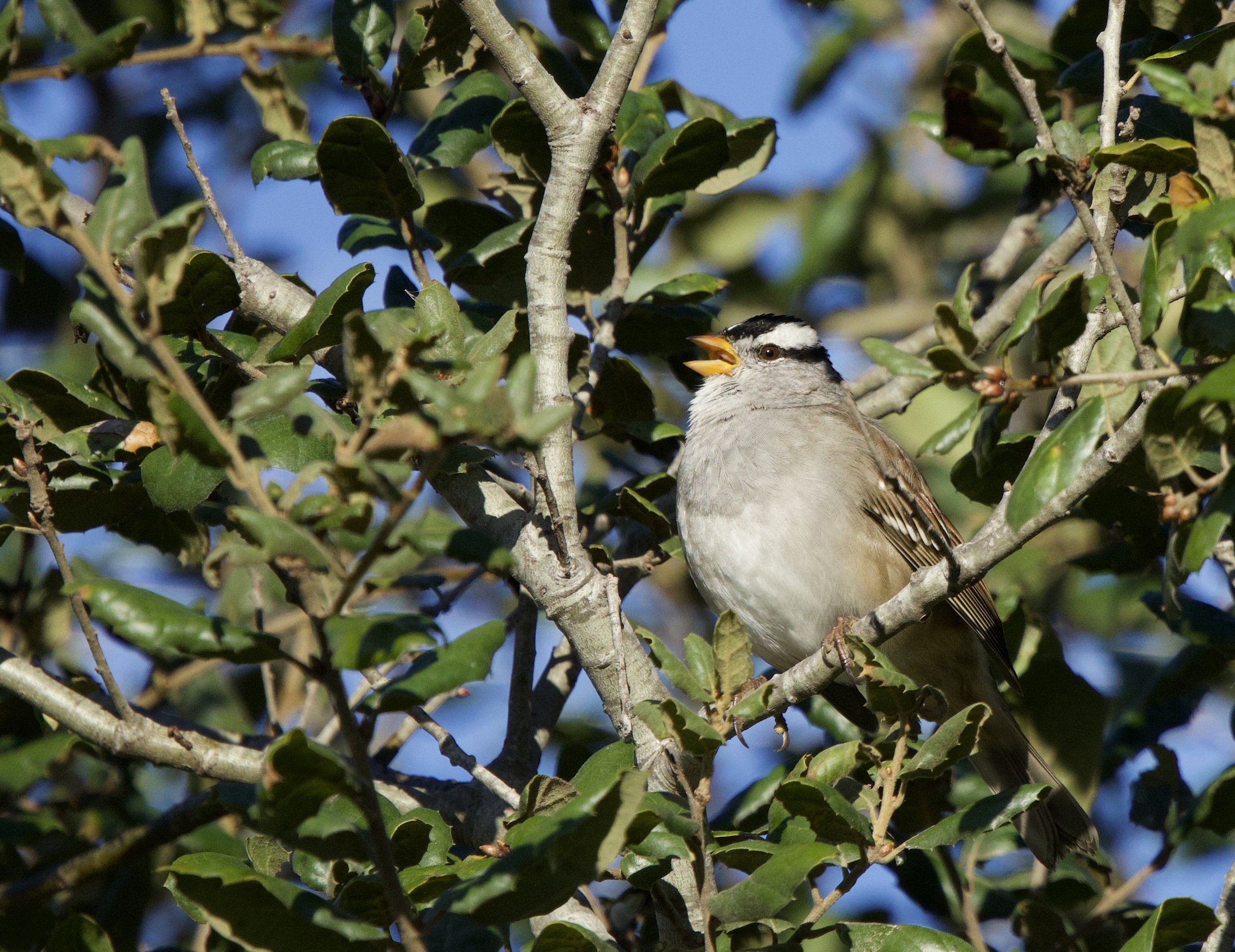 Ojai Valley Land Conservancy Native Garden Tour 
