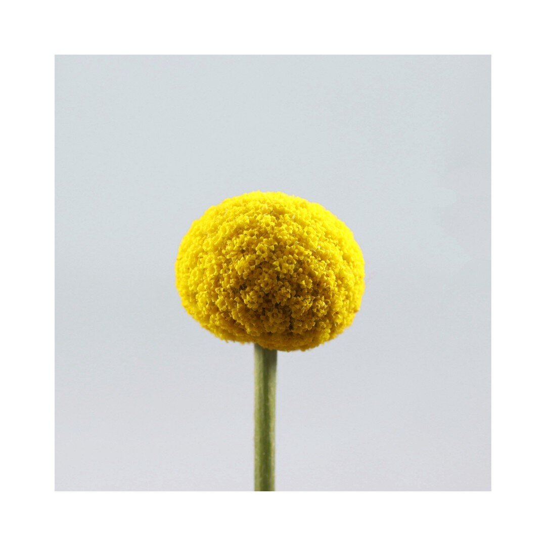 I love these golden beauties! 
Billy Buttons are a great addition to an Aussie garden. They provide a lovely pop of bright yellow  and are an excellent cut flower. If you dry them immediately they will keep their colour out of water 💛

#billybuttons