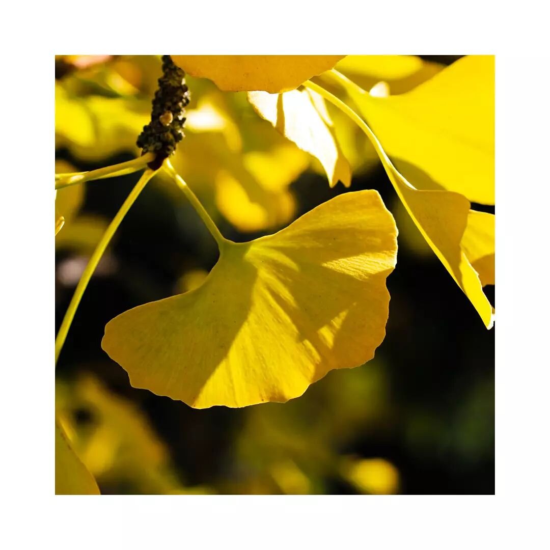 💡Did you know...

'The&nbsp;Ginkgo biloba&nbsp;is one of the oldest living tree species in the world.

It's the sole survivor of an ancient group of trees that date back to before dinosaurs roamed the Earth &ndash; creatures that lived between 245 a