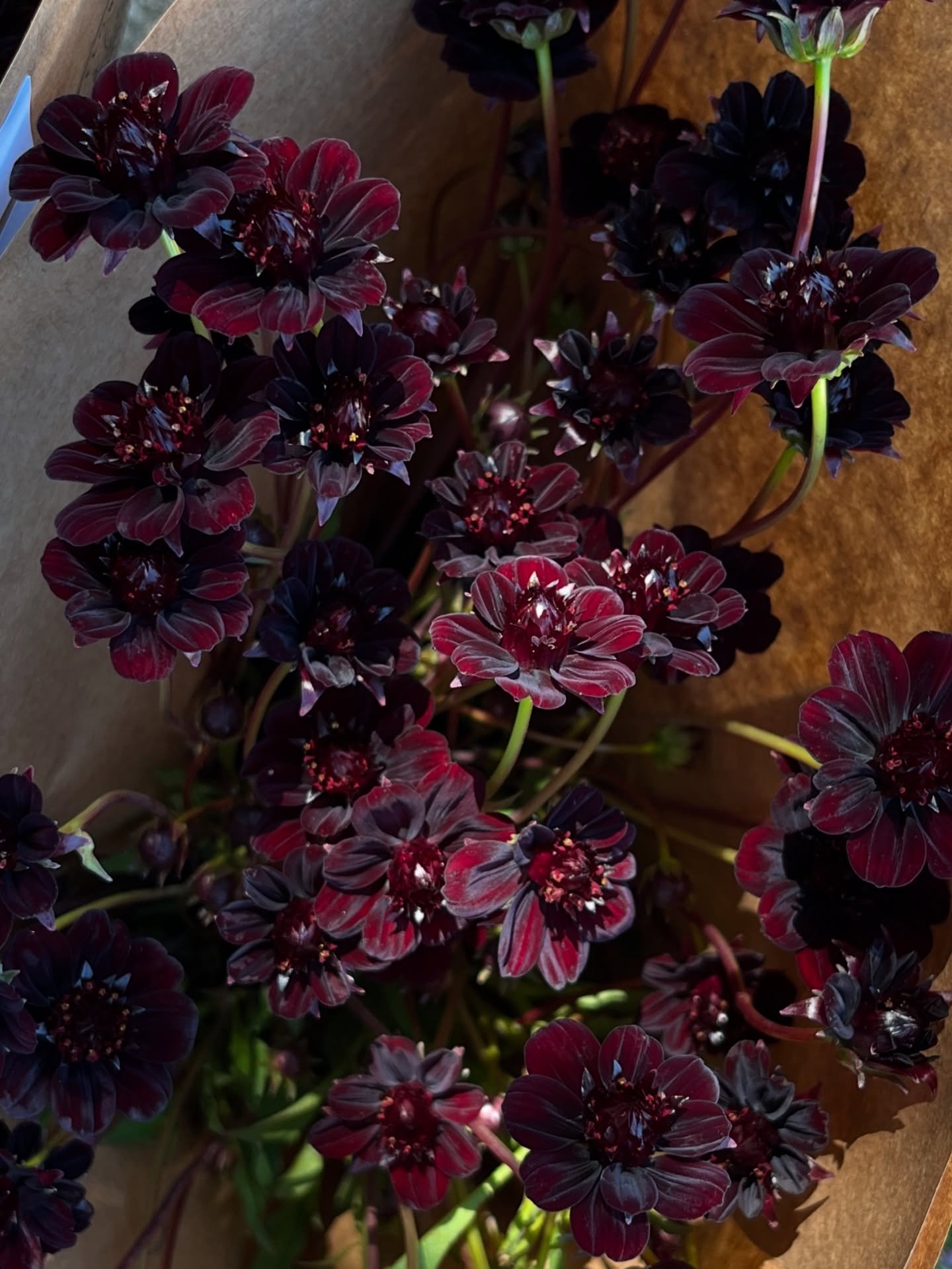 Tootsie Rolls. Red velvet cake. Chocolate cosmos.