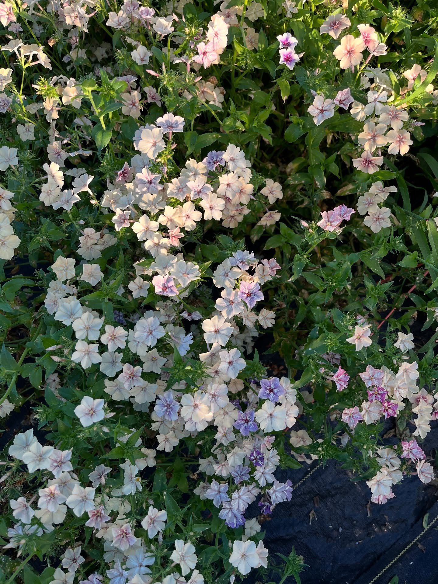 🧚🏻&zwj;♀️💫