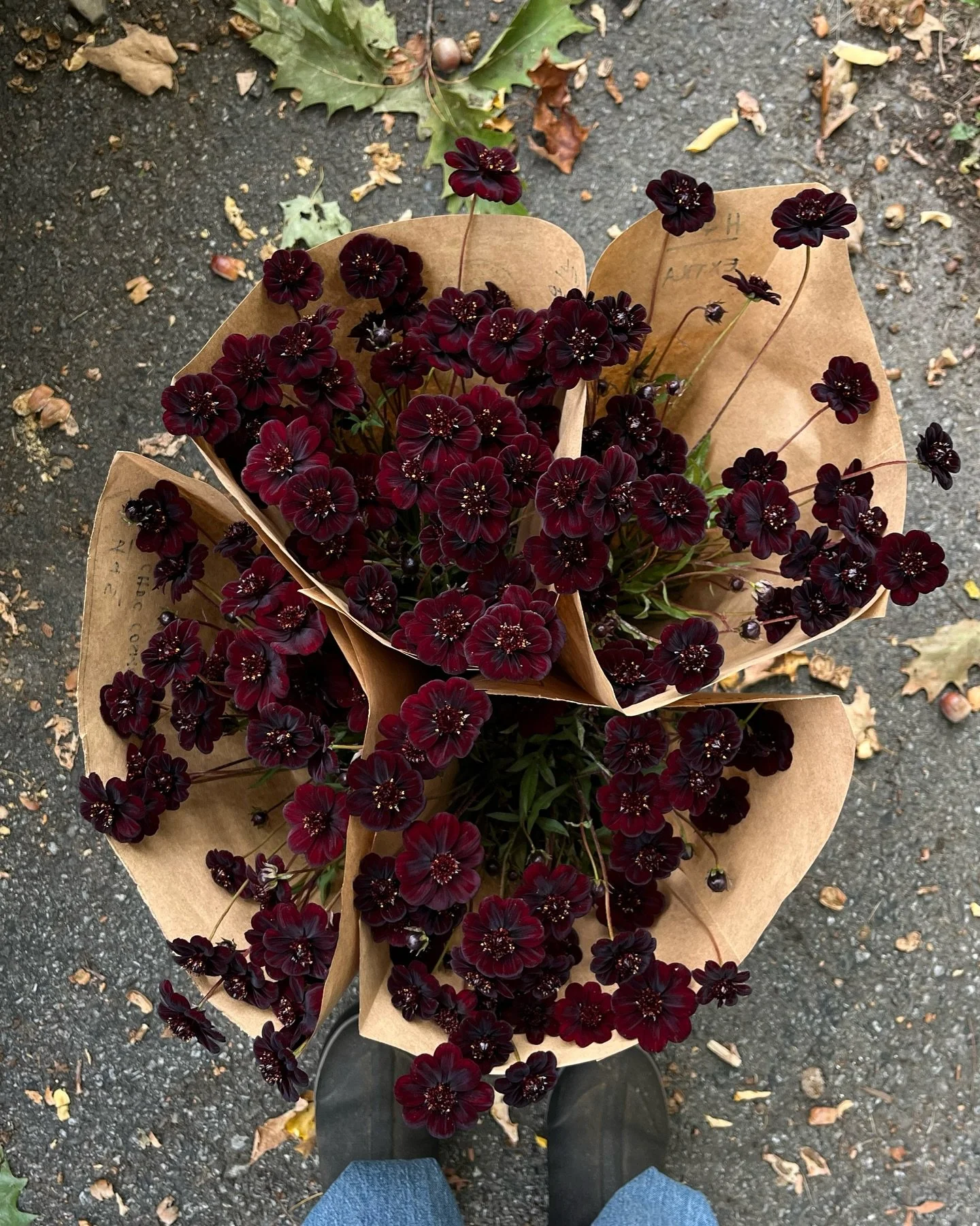 Issue 1 of FIELD NOTES, a quarterly journal, arrives Monday, December 15th at noon EST on our website. Sign up for our mailing list at the link in bio, and we&rsquo;ll send a note as soon as it&rsquo;s out.

💌 💌 💌

When we started our flower farm 