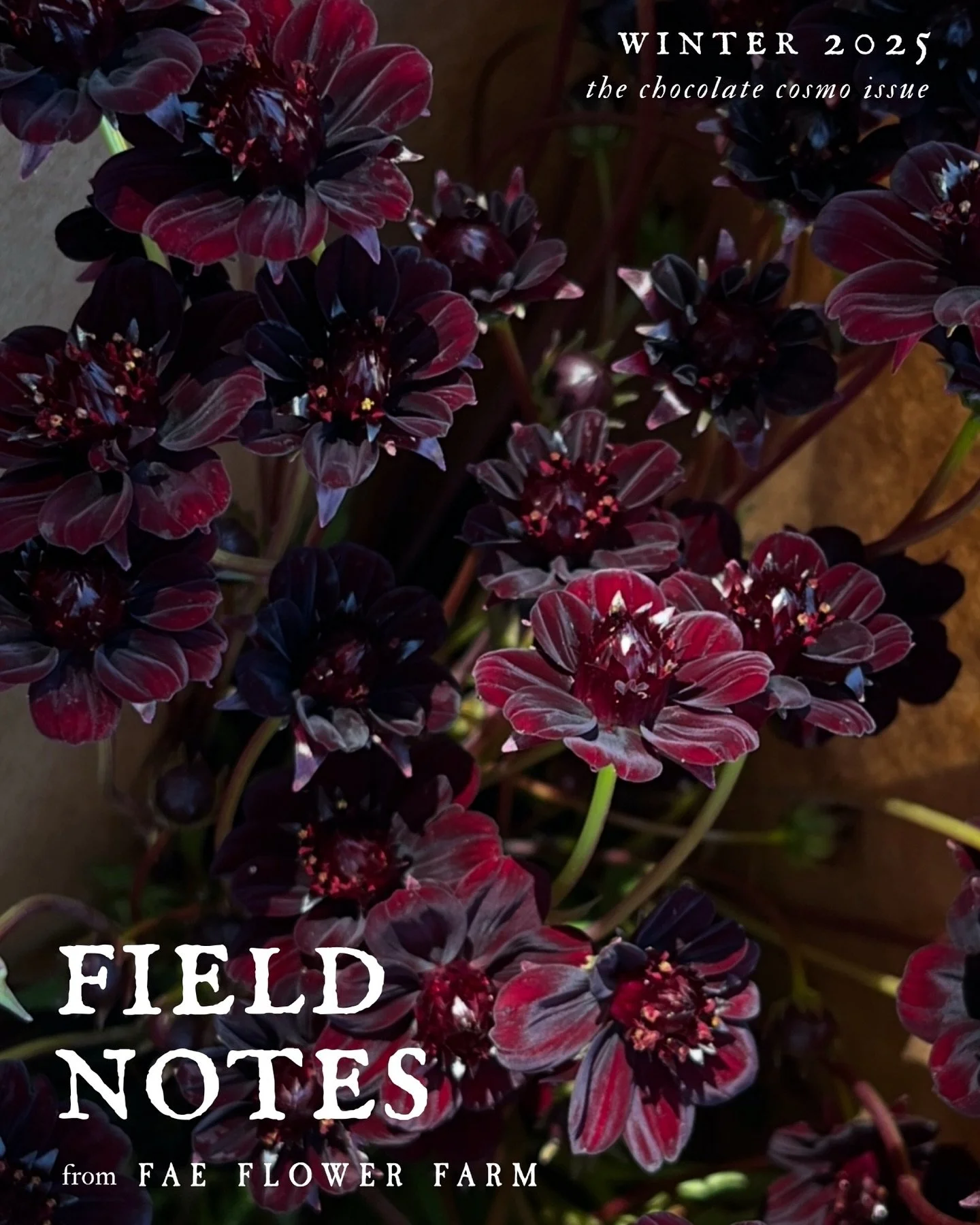 FIELD NOTES, our brand new quarterly journal, is ready to be discovered! Download at the link in bio 🧚🏻

What you&rsquo;ll find inside the pages:

- A comprehensive guide to growing chocolate cosmos as cut flowers: from sourcing and variety selecti