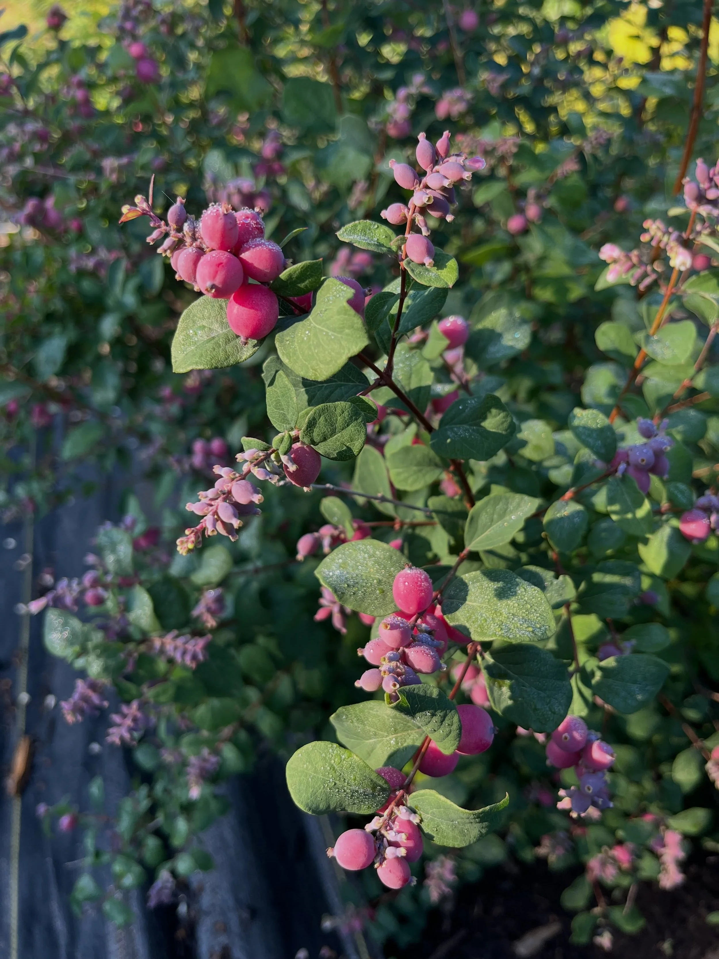 Snowberry Magical &lsquo;Ruby Giant&rsquo; laden with morning dew. I love it at this purple-y stage, the immature berries look like tiny fairy grapes 🧚🏻