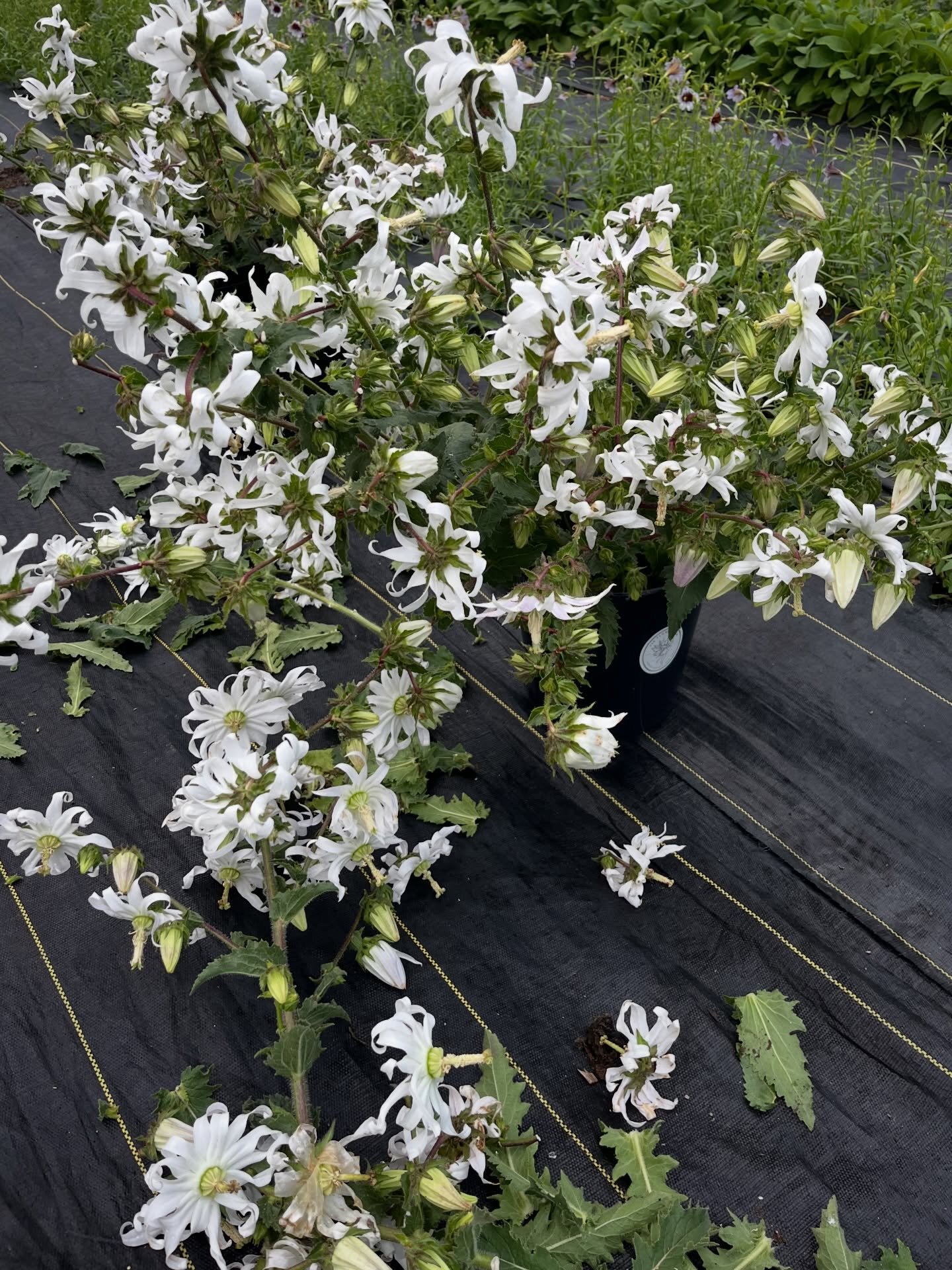 Dramatic, pinwheeled Michauxia campanuloides grown from seed. An absolute beast in the most literal sense as it&rsquo;s got prickly stems and leaves and oozes a milky sap that oxidizes orange. It&rsquo;s been an interesting specimen to observe over t