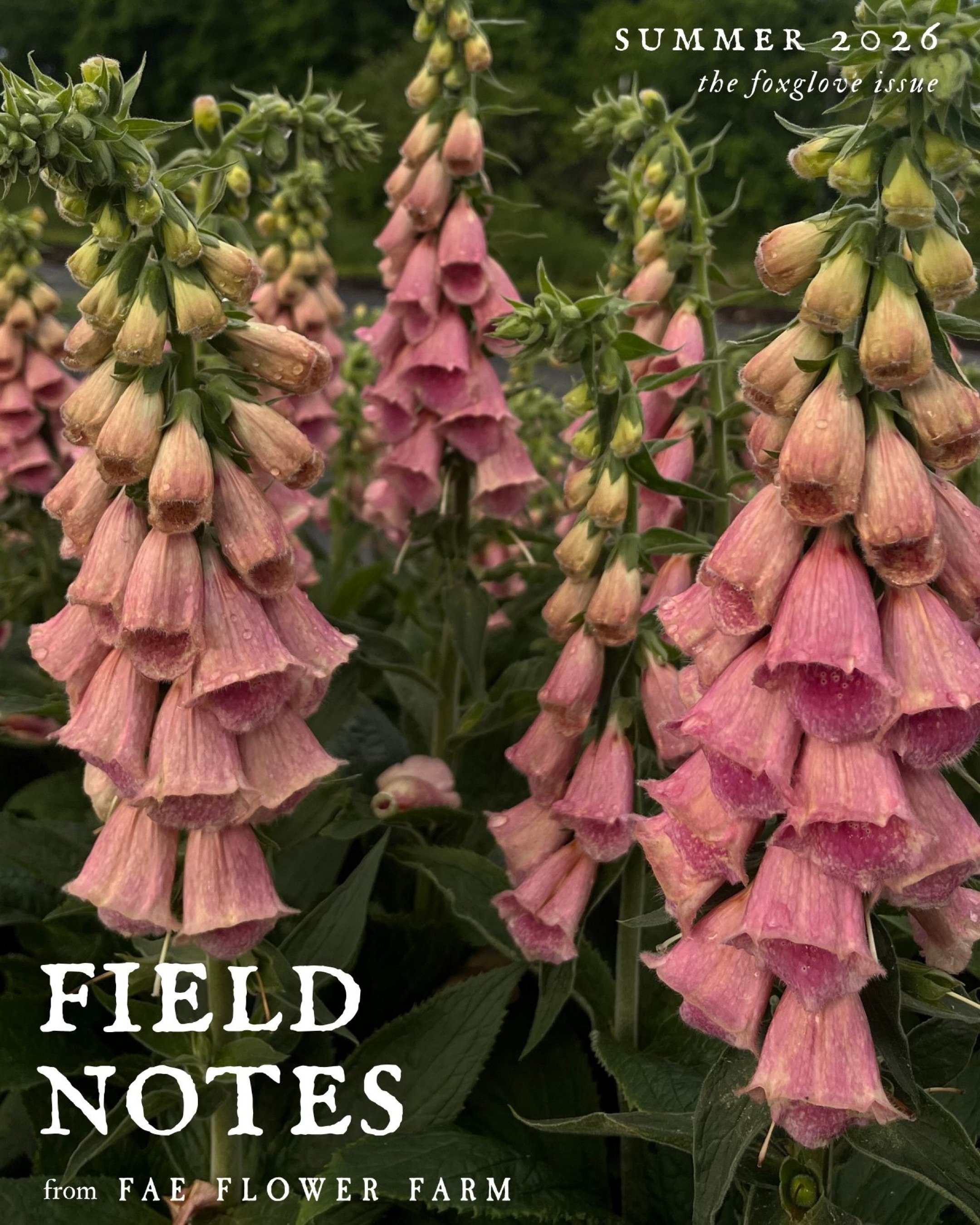 The newest issue of FIELD NOTES, our quarterly journal, arrives next Friday, August 14th at noon EST on our website. Subscribers, your early-access link has just been mailed to your inbox! 💌

Inside this issue (our biggest yet!):

&bull; A comprehen