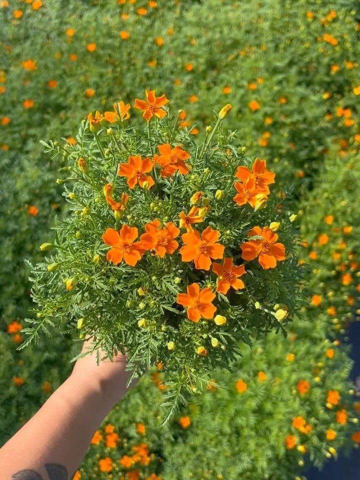 &lsquo;Tangerine Gem&rsquo; 🍊✨

This is one bunch! Listing on Rooted tomorrow for pick-up starting next week at @hvflowercollective !