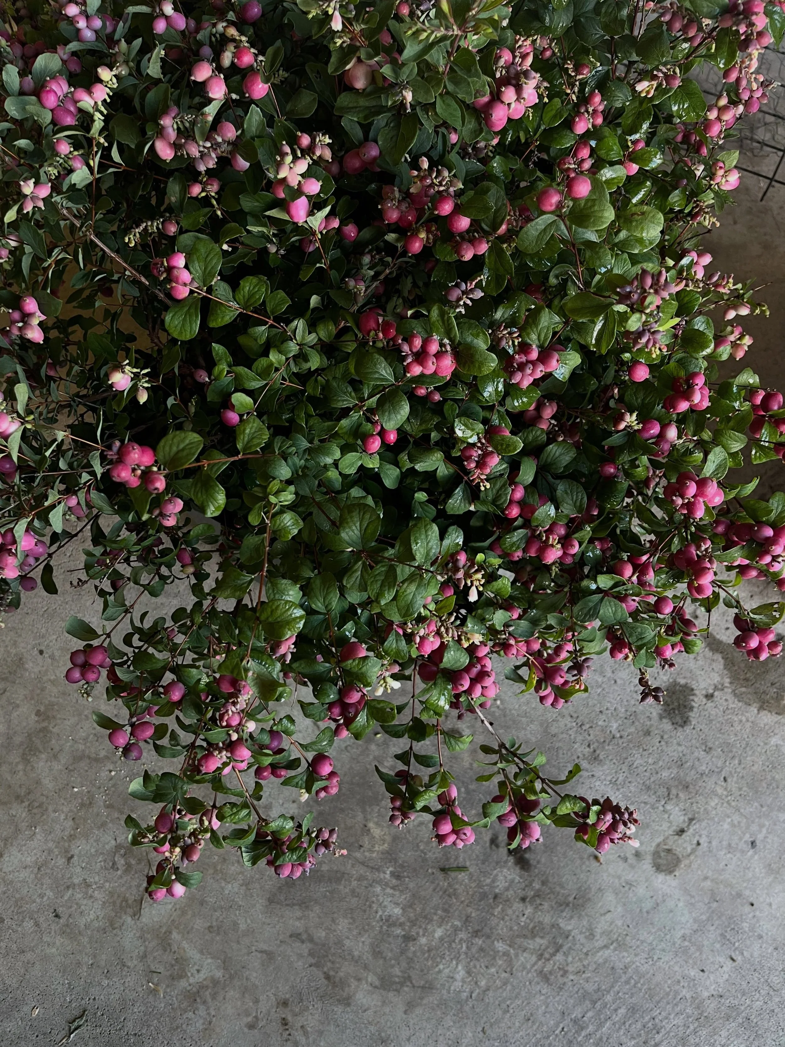 Snowberry Magical &lsquo;Ruby Giant&rsquo;! Fruiting branches, food for the soul. I feel a new hyperfixation coming on.

A couple extra bunches of &lsquo;Pink Elegance&rsquo; will be on the market floor this week at @hvflowercollective!!!!
