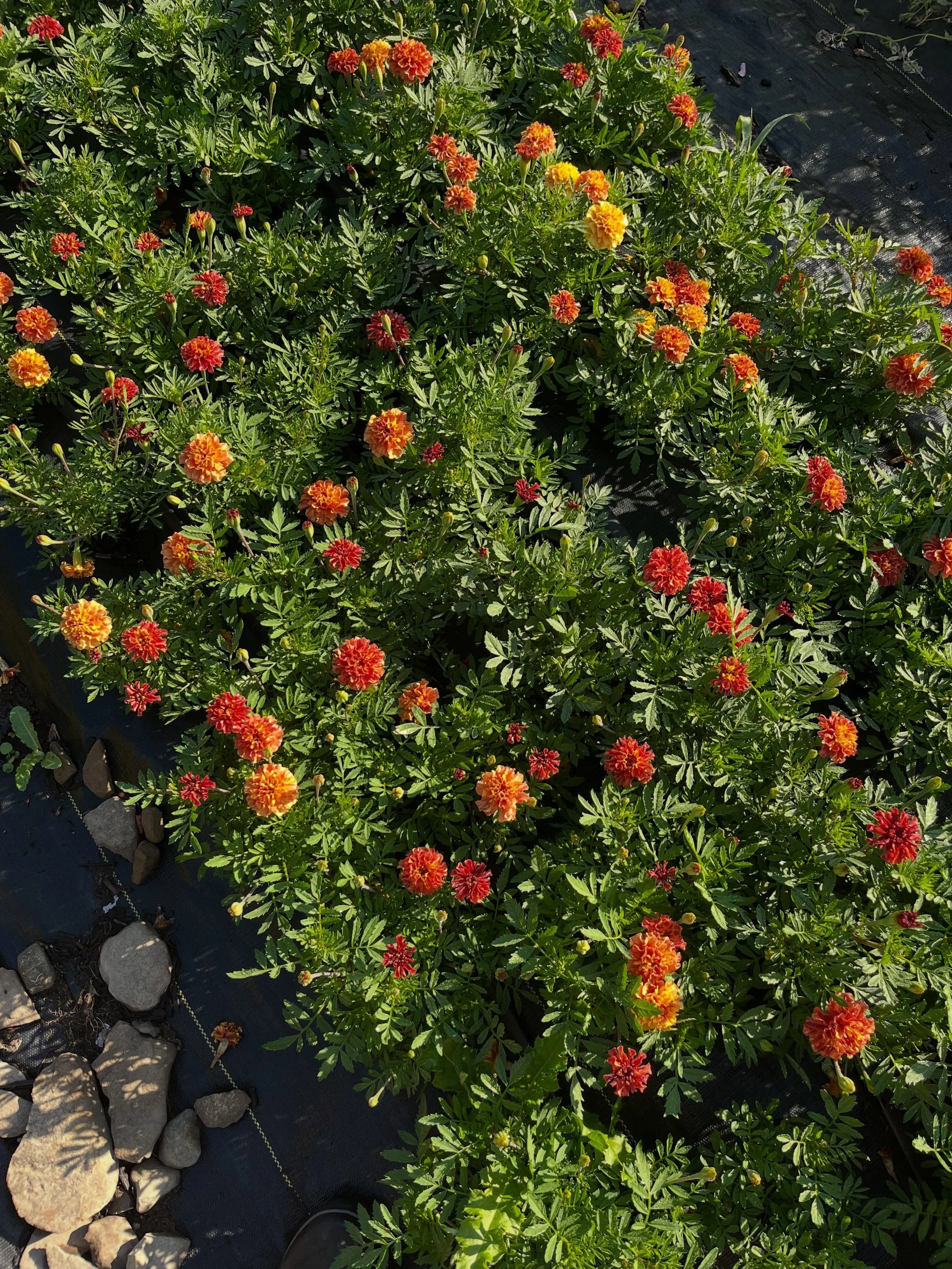 Another new-to-us marigold we&rsquo;re growing this year: &lsquo;Strawberry Blonde&rsquo;. The colors are out of this world divine - but the stems! So short. We&rsquo;ve been employing a couple different deadheading techniques to try and get them tal