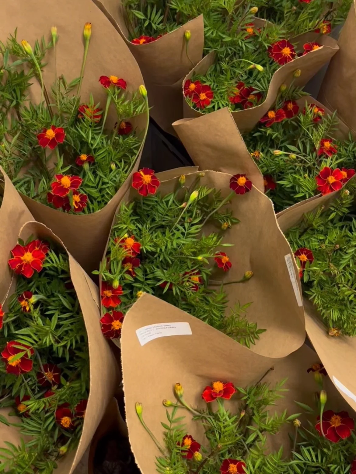 Red, red, red this week in all its various shades strawberry, vermillion, burgundy! Pictured are marigold &lsquo;Burning Embers&rsquo;, &lsquo;Strawberry Blonde&rsquo;, and Chocolate Cosmo &lsquo;New Choco&rsquo;. Thank you so much for your orders th