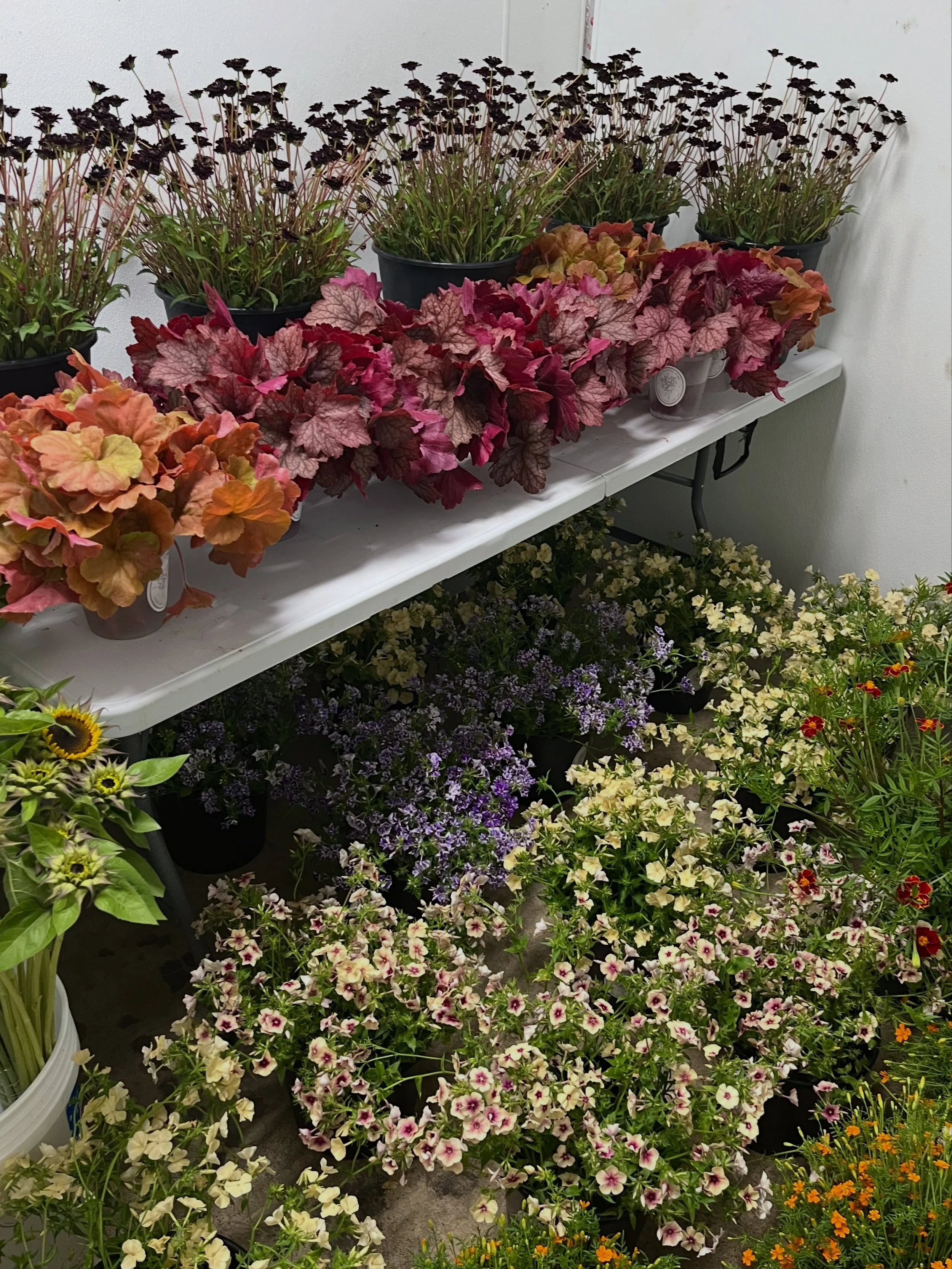 My camera roll is full of cooler shots at the moment and while I would much rather drag out all these buckets towards the door and photograph it all in the natural light these flowers deserve, I just don&rsquo;t have the wherewithal right now. My bac
