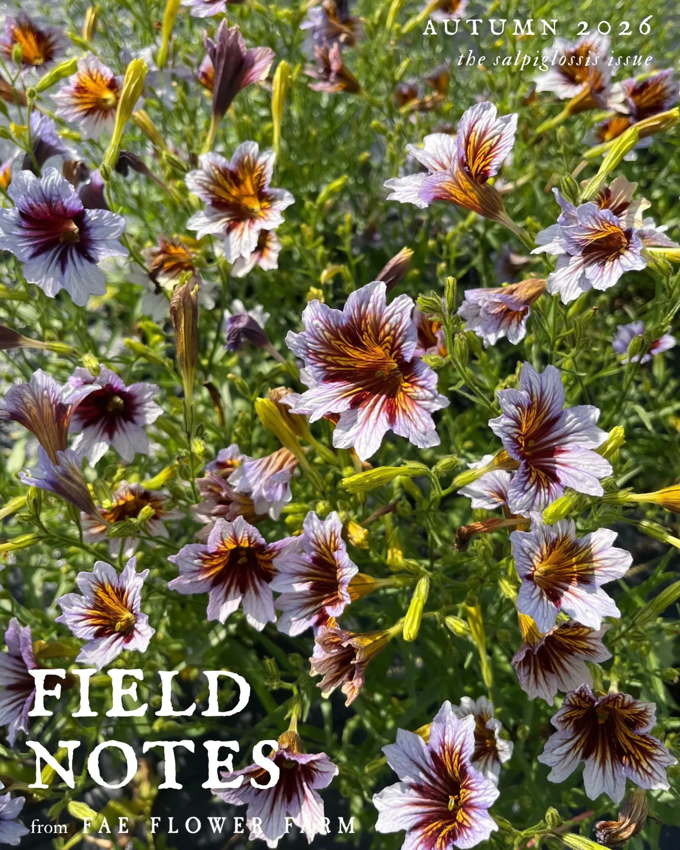 The newest issue of FIELD NOTES, our quarterly journal, arrives next Friday, November 6th at noon EST on our website. Subscribers, your early-access link has just been mailed to your inbox! 🧚&zwj;♀️

Inside this issue:

&bull; A deep-dive into growi