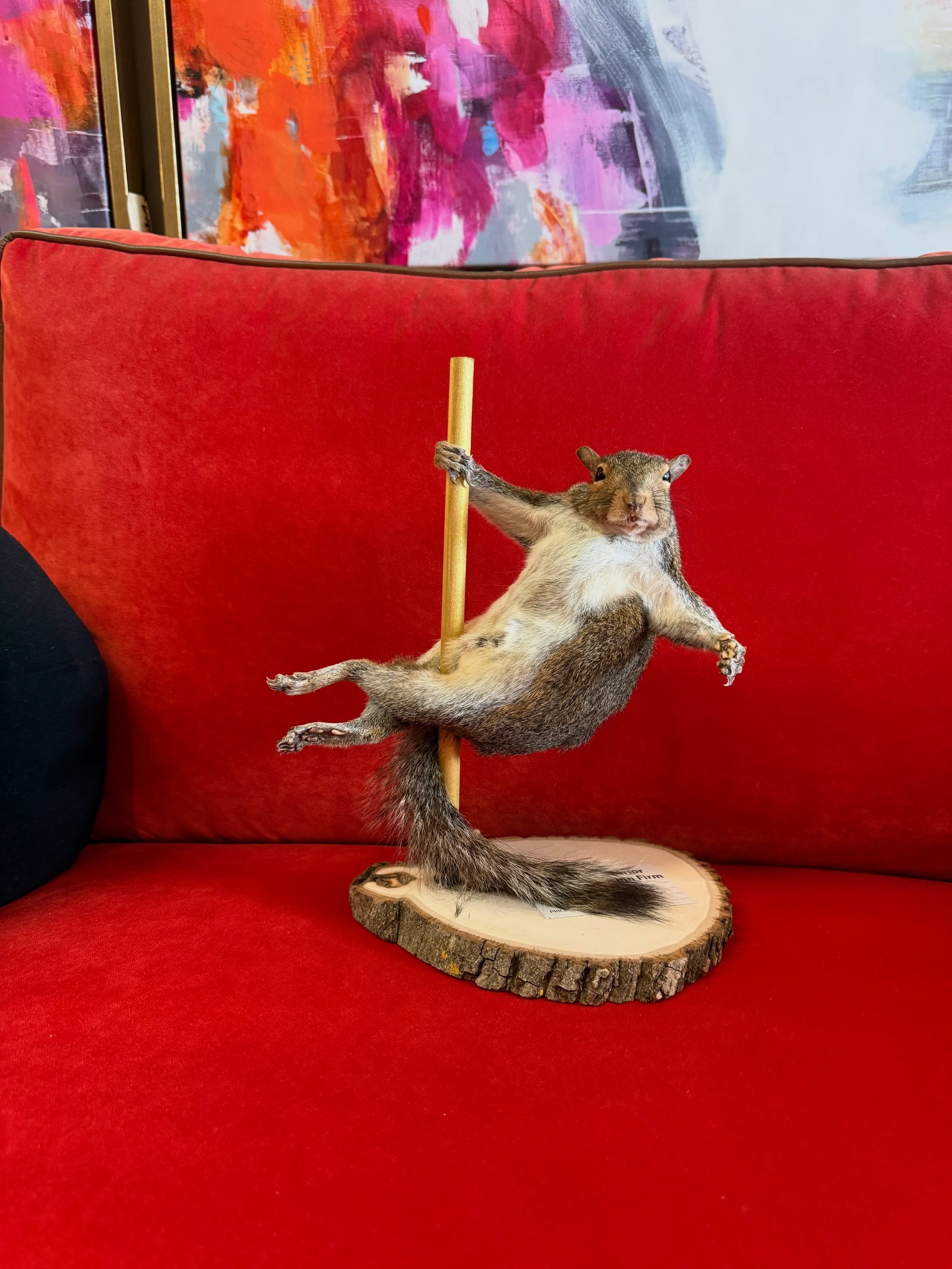 Erling Haaland from Norway has nothing on the interior design firm. 
We love stuffed squirrels too!

#stuffedanimals #omaha #erlingh&aring;land