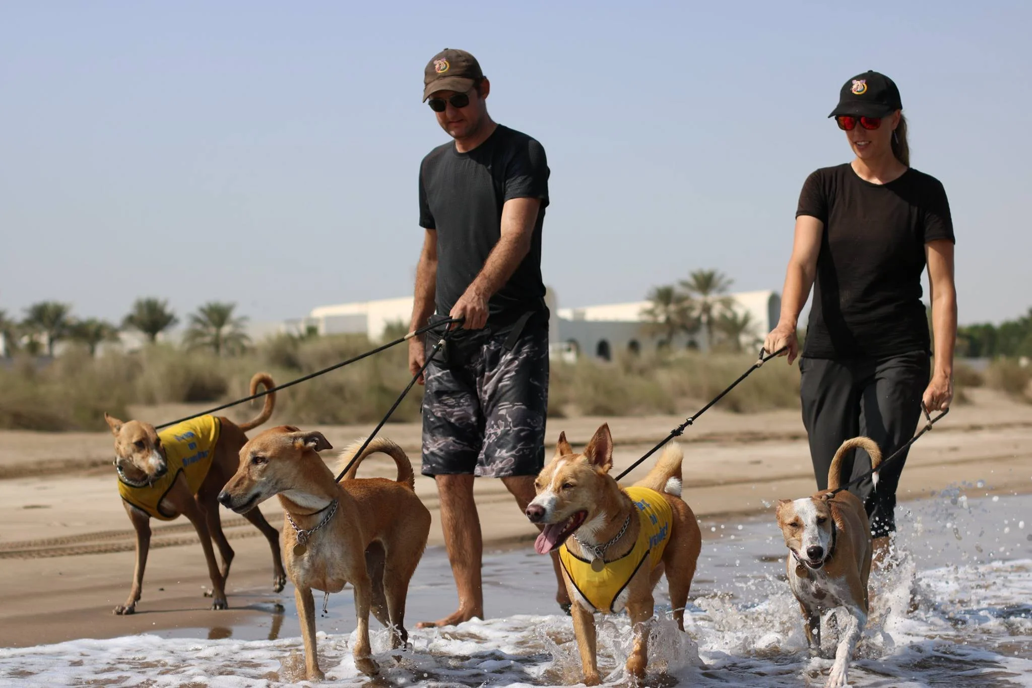 walking dogs oman.jpg