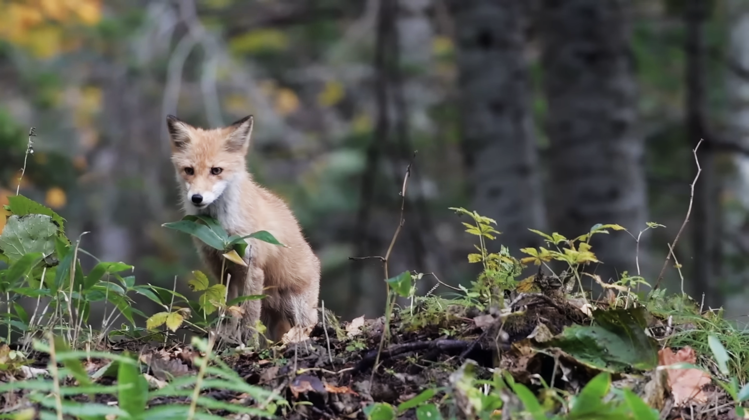 The Waters And Wilderness of Hokkaido