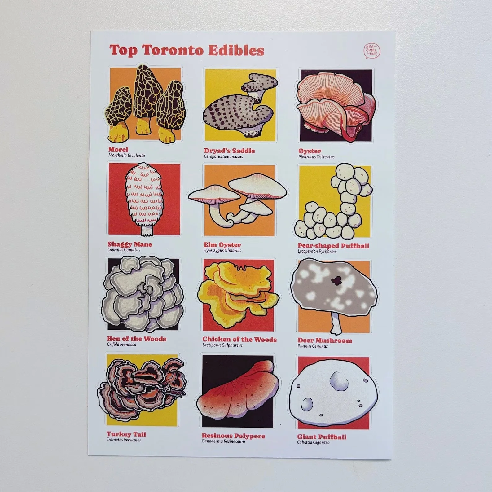 Illustrated guide titled "Top Toronto Edibles" showing twelve labeled mushroom species in a grid
