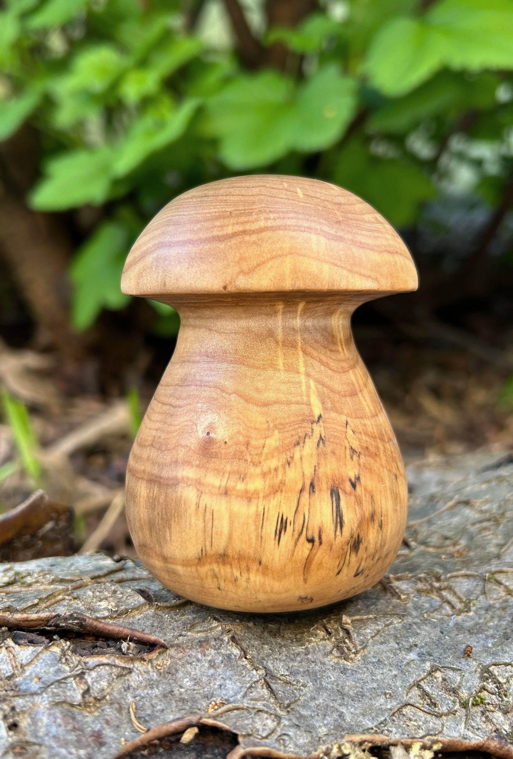 mushroom_solid.jpg