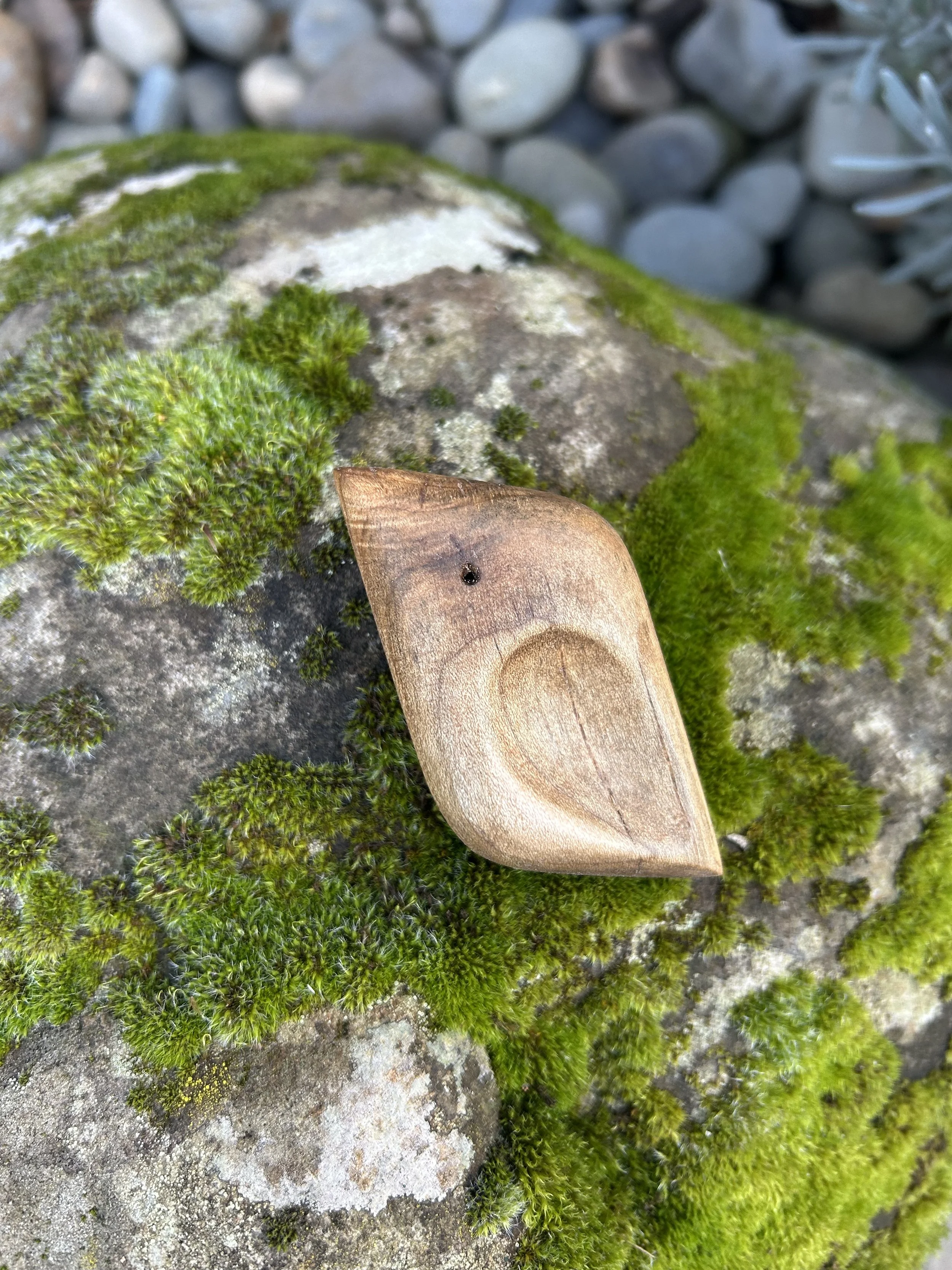 1sapwood.jpeg