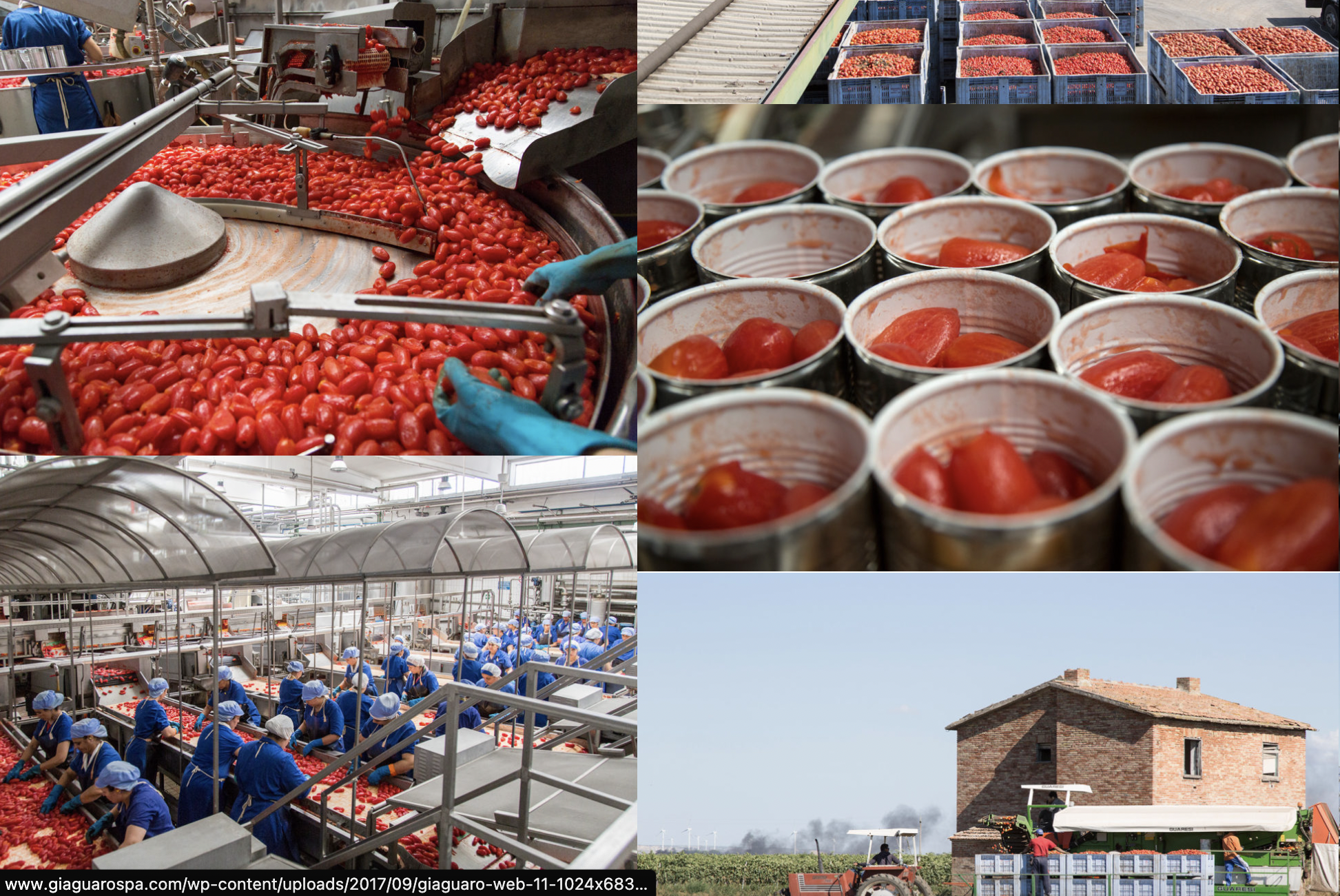 Various stages of tomato harvesting, processing, and packaging in a farm-style setting. Top left: Tomatoes on a conveyor during sorting. Top right: Crates of harvested tomatoes. Middle right: Cans filled with peeled tomatoes. Bottom left: Workers in a factory packing tomatoes. Bottom right: Farmhouse with crates of tomatoes and tractors in a rural area.