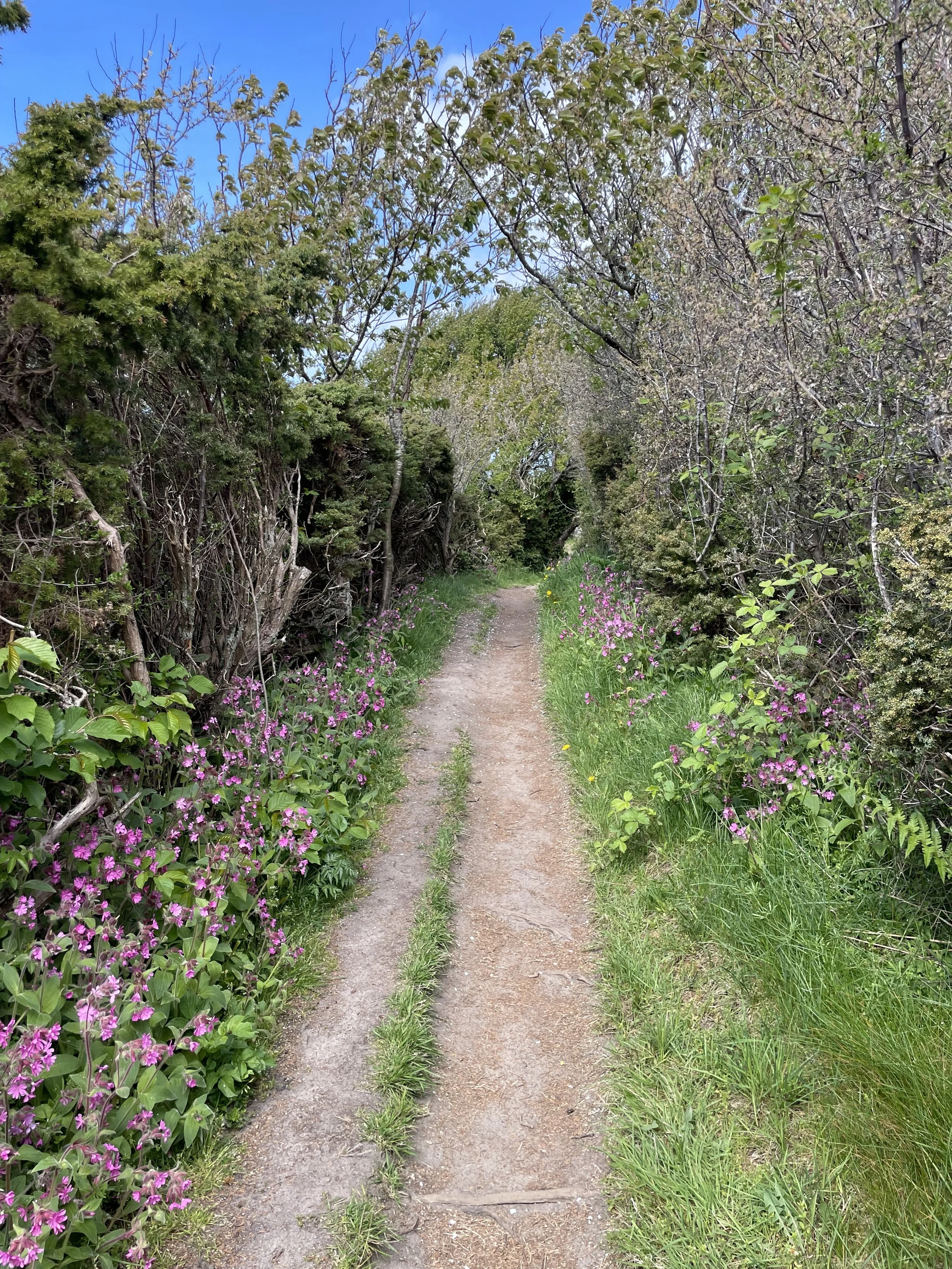 Ragini's nature connect hike trial from Bornholm, Denmark. A narrow dirt hiking trail lined with pink flowers and green grass on both sides, surrounded by leafless and green bushes and trees, under a blue sky.