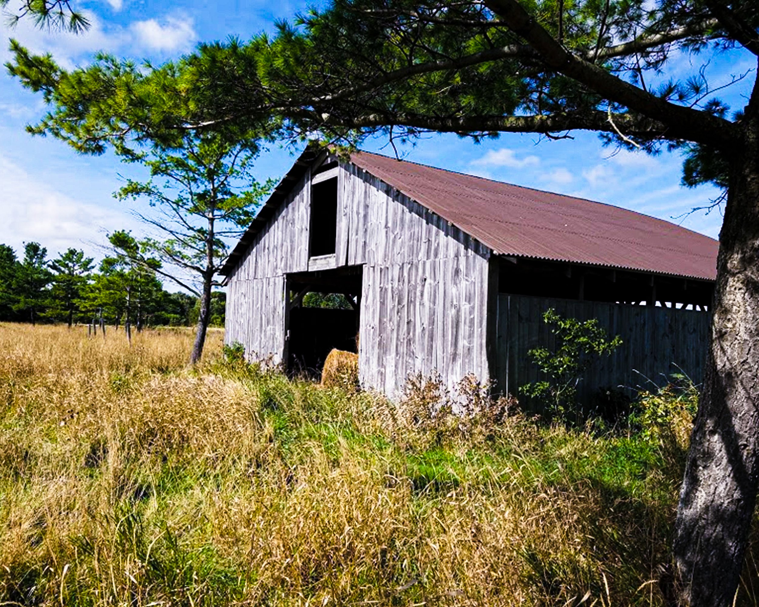 Summer Hay Barn by Pine Tree.jpg
