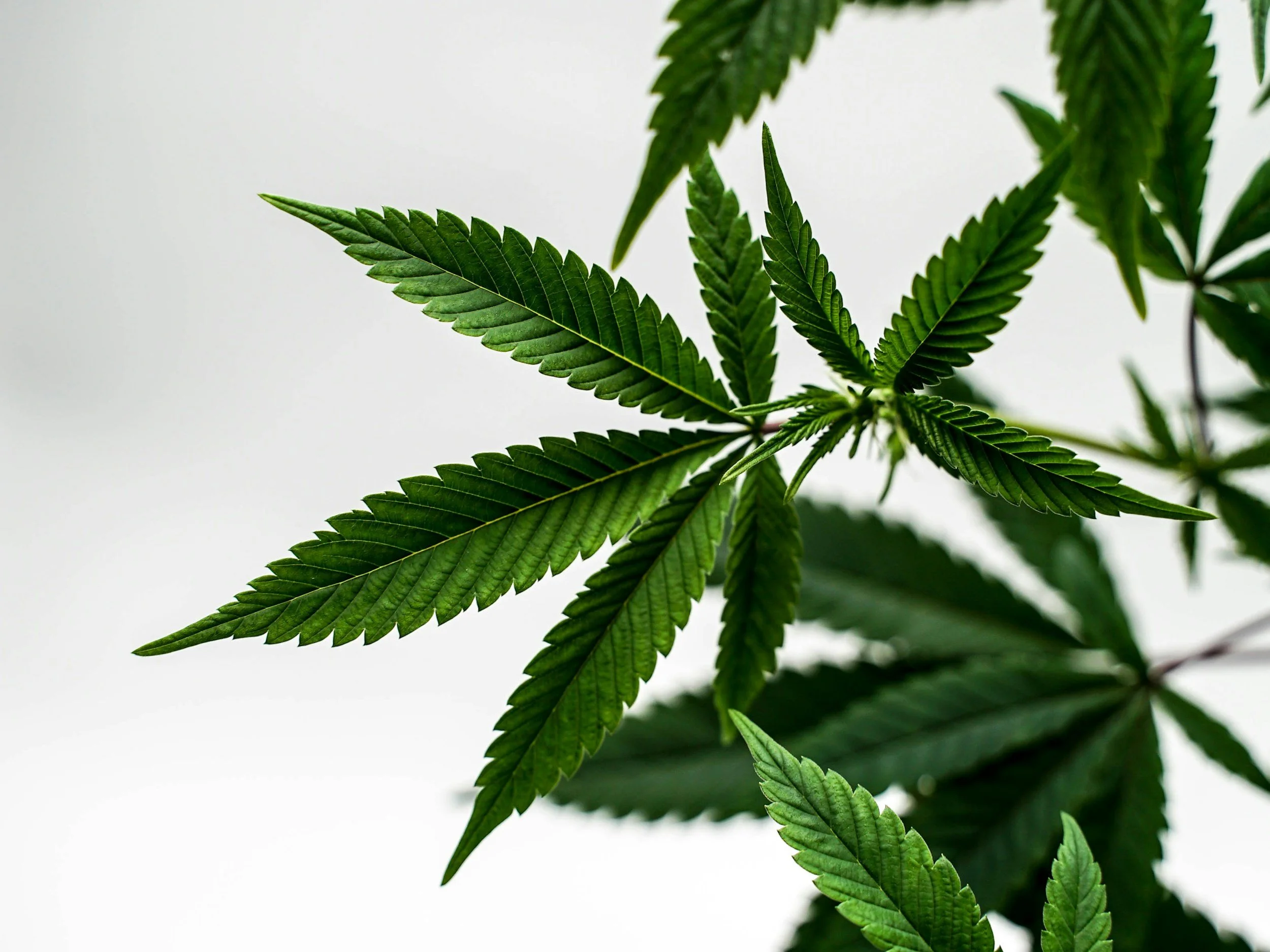 Effectively Managed a Statewide Public Awareness Campaign on Legal Cannabis and the Dangers of of Illicit Cannabis