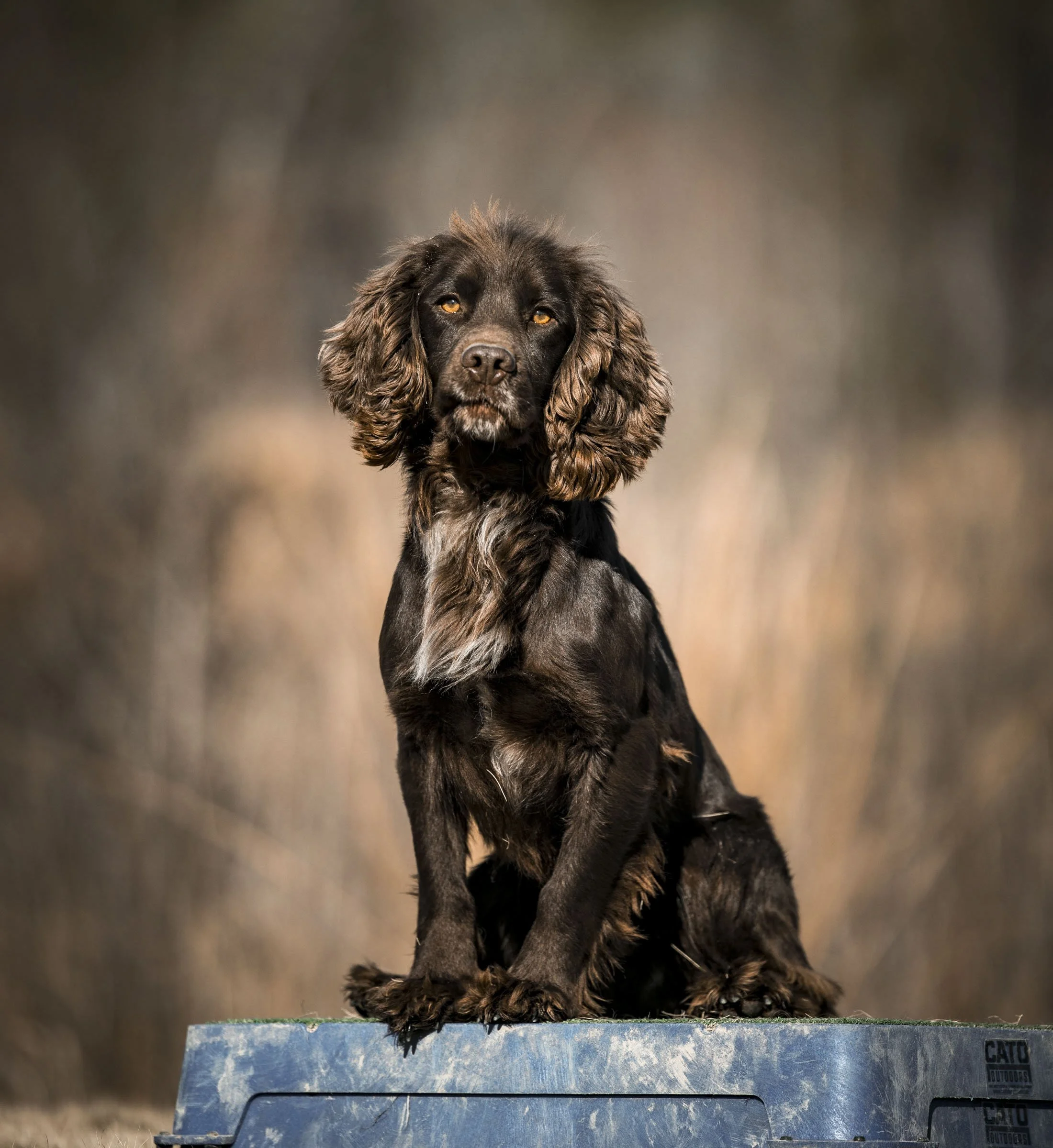 English Cocker Spaniel Field