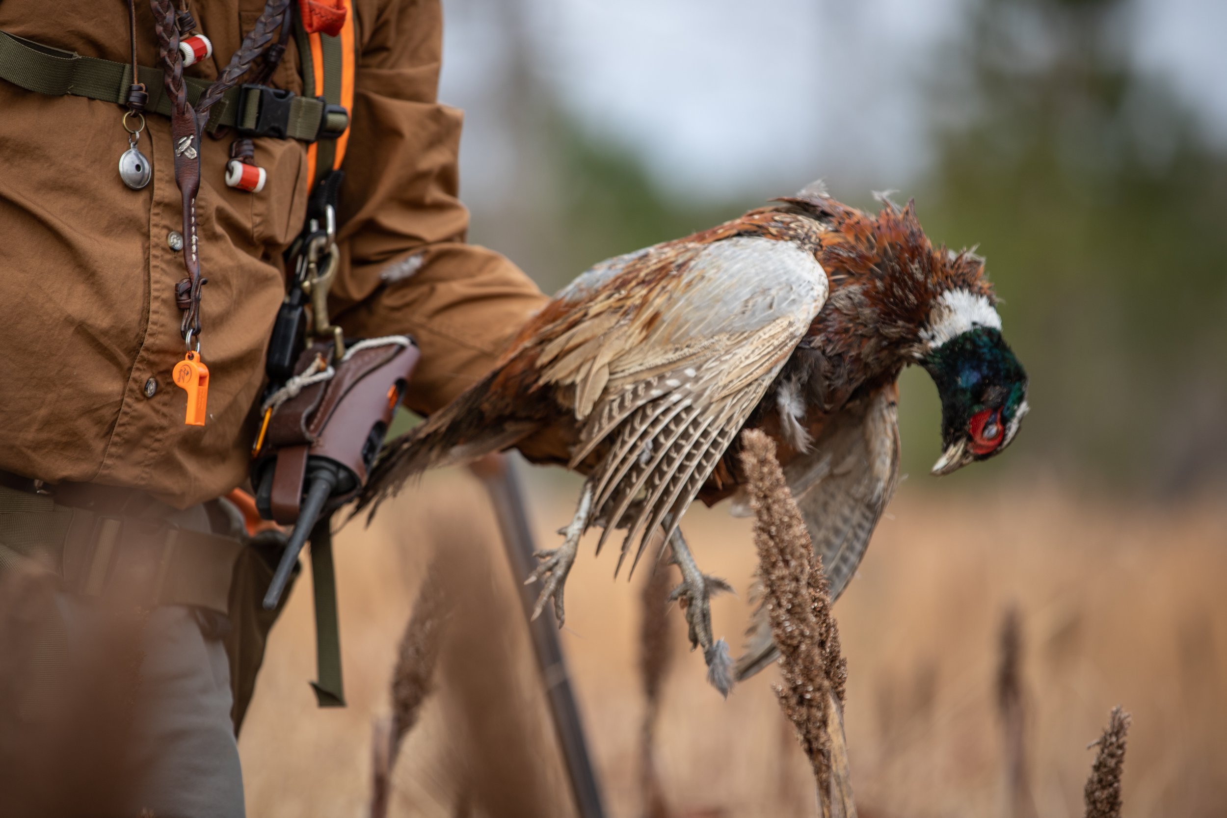 What hunters should know about the 2022 pheasant and quail hunts