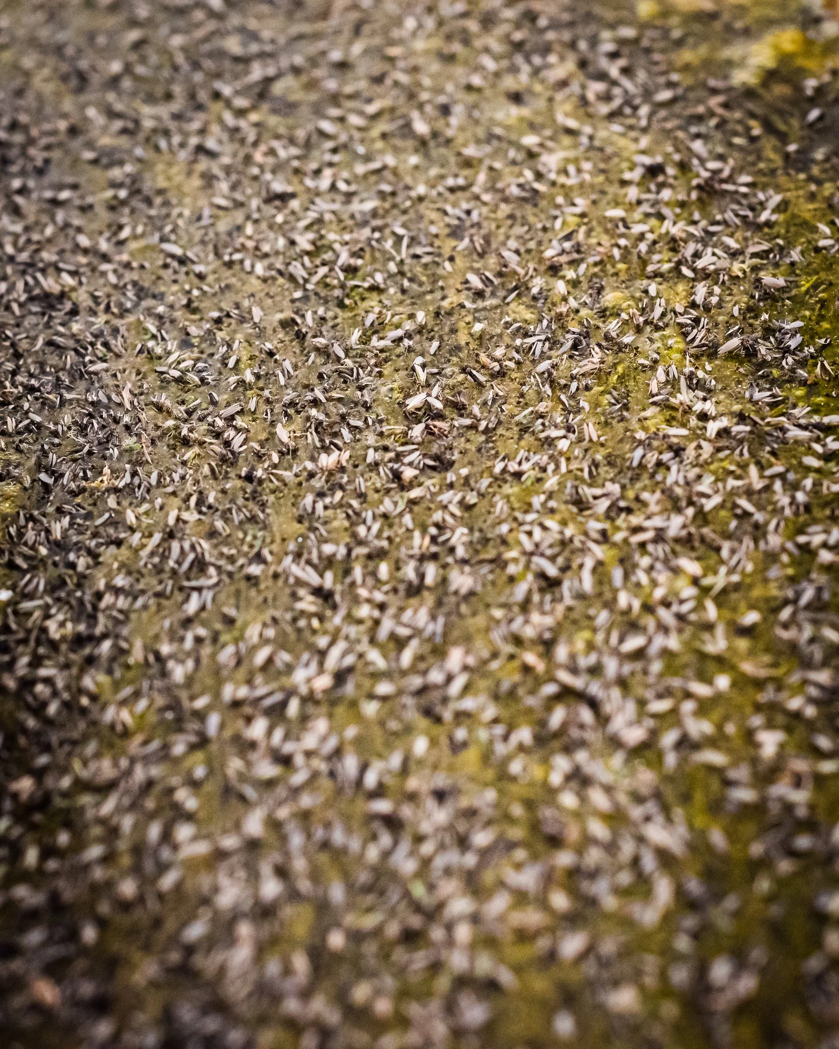Trout Flies-1-2.jpg