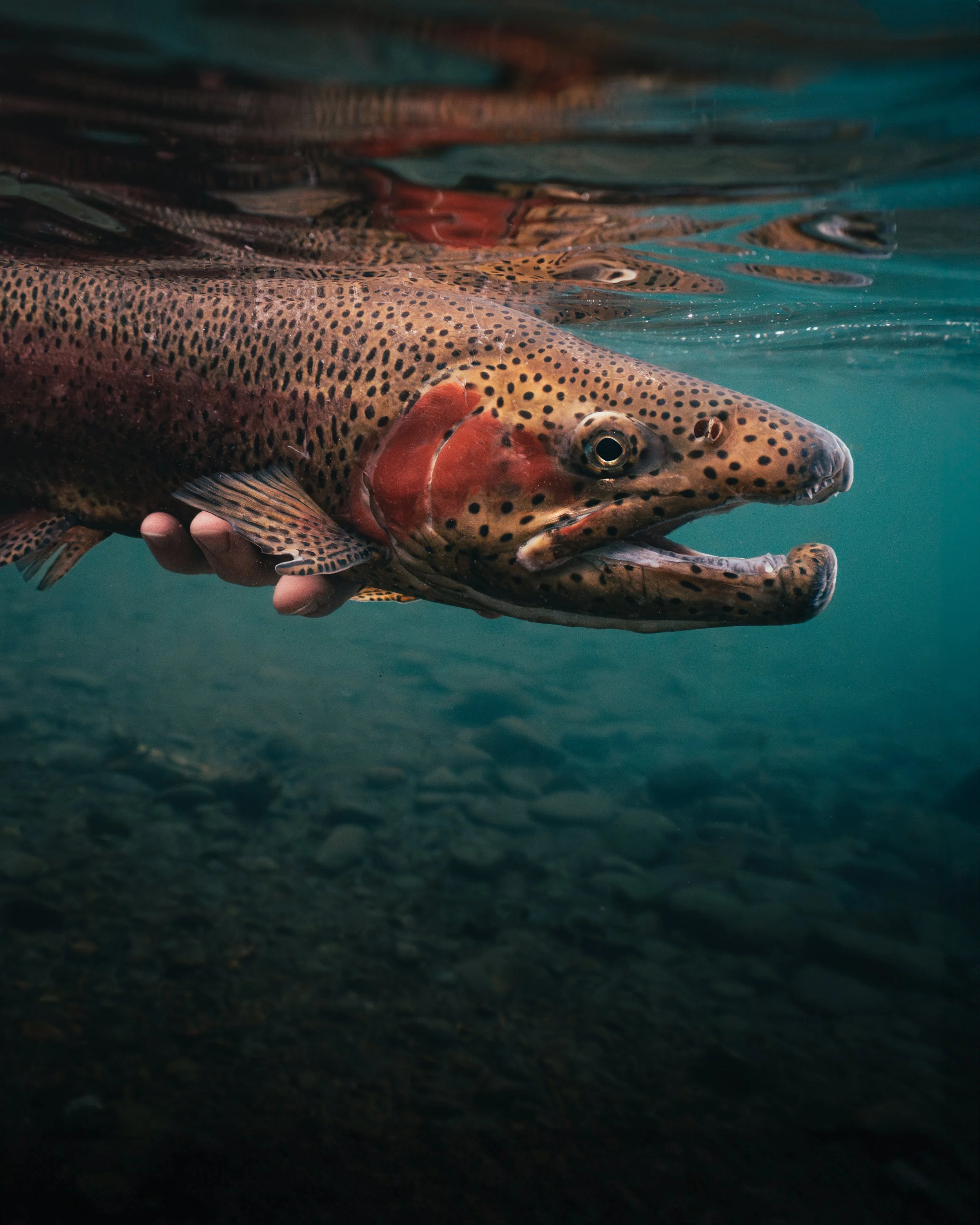 Redband Rainbow Metolius.jpg